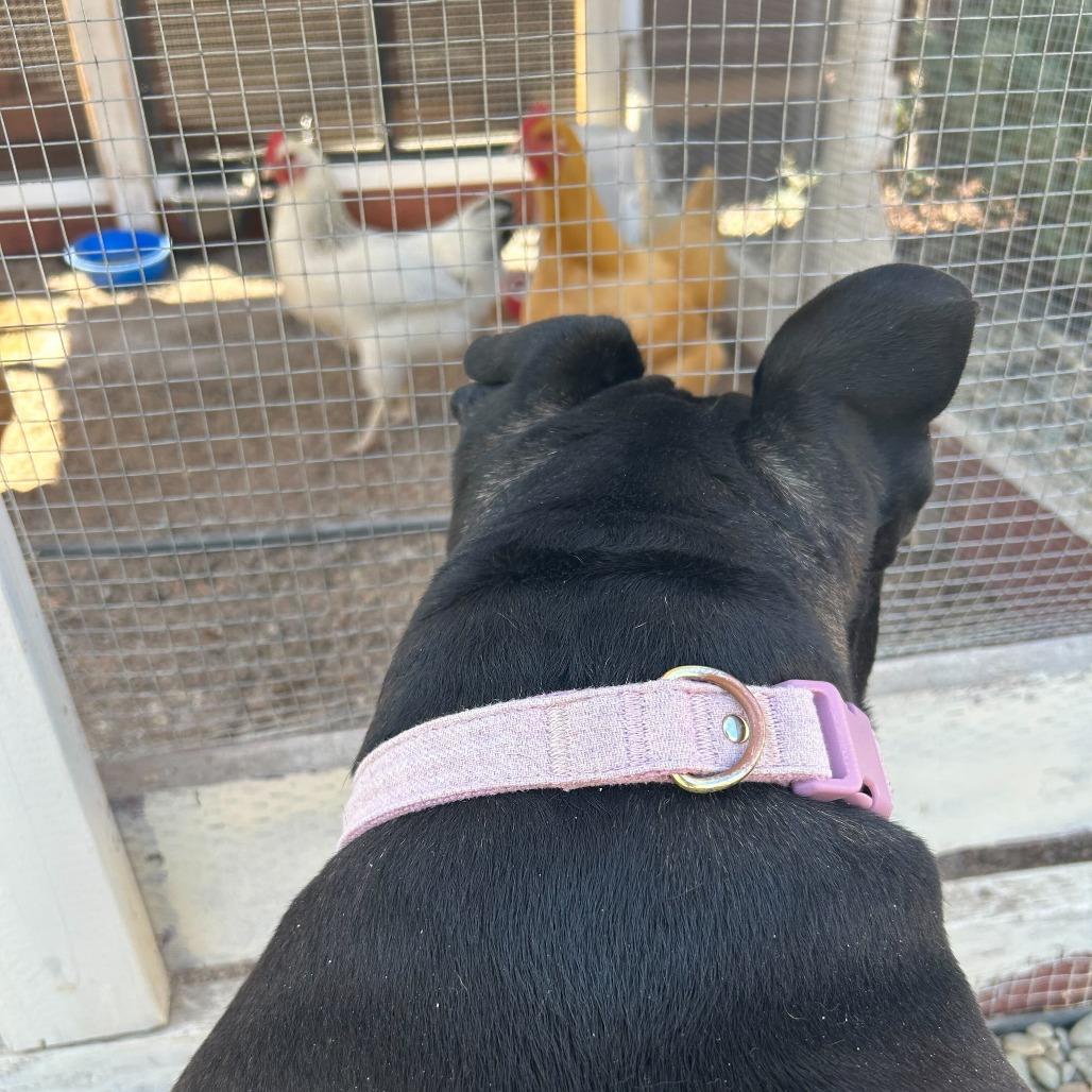 Enlarge Truffles, a Adoptable English Bulldog in Turlock, CA image 1/6