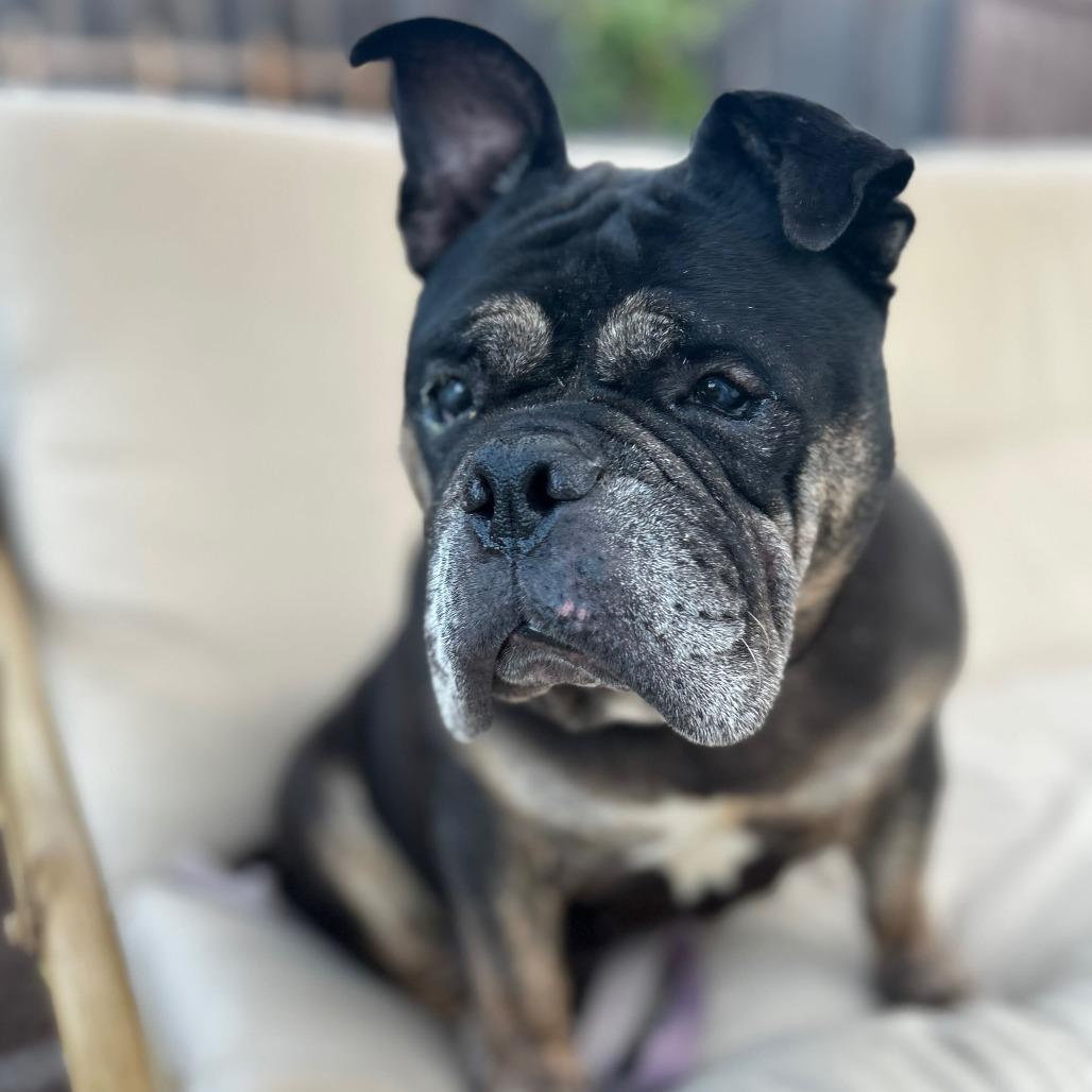 Enlarge Truffles, a Adoptable English Bulldog in Turlock, CA image 2/6