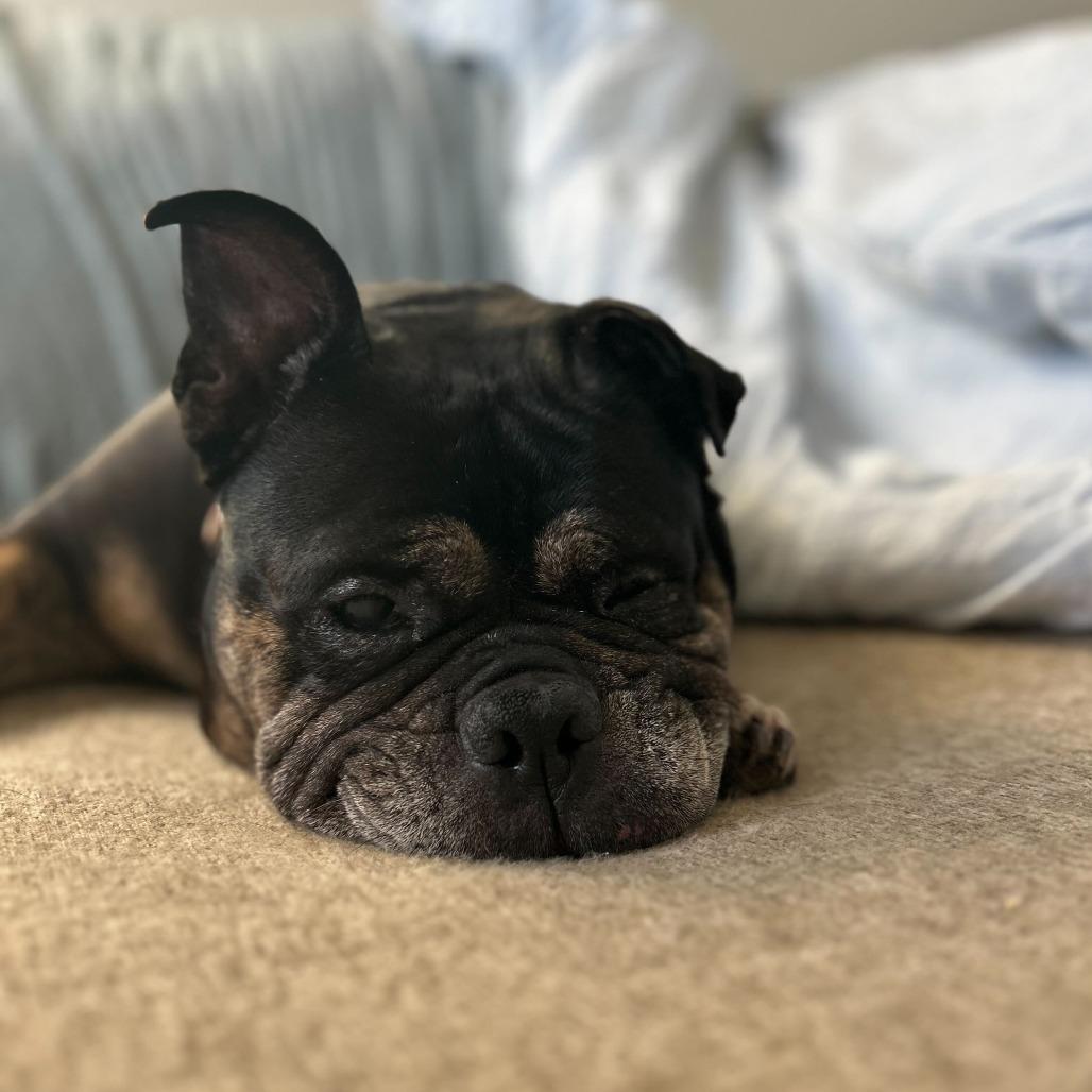Enlarge Truffles, a Adoptable English Bulldog in Turlock, CA image 3/6