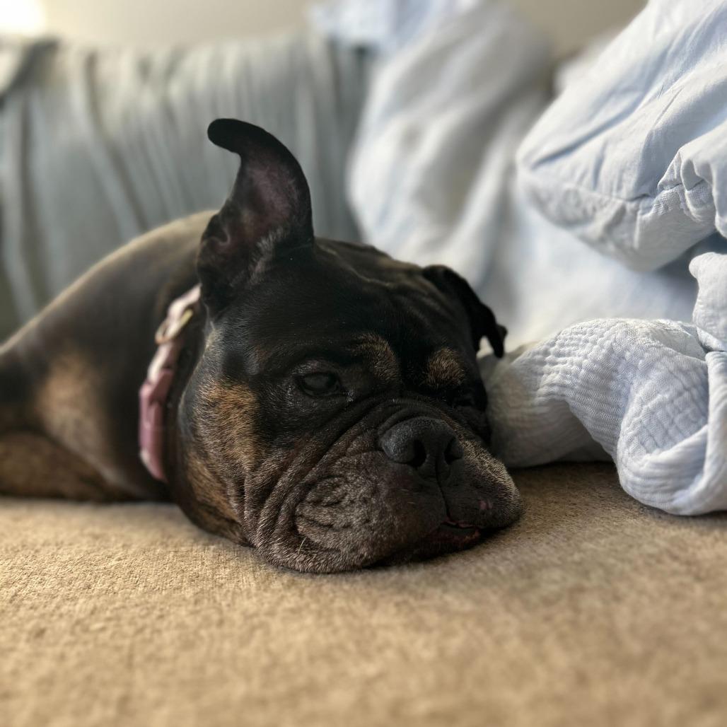 Enlarge Truffles, a Adoptable English Bulldog in Turlock, CA image 4/6
