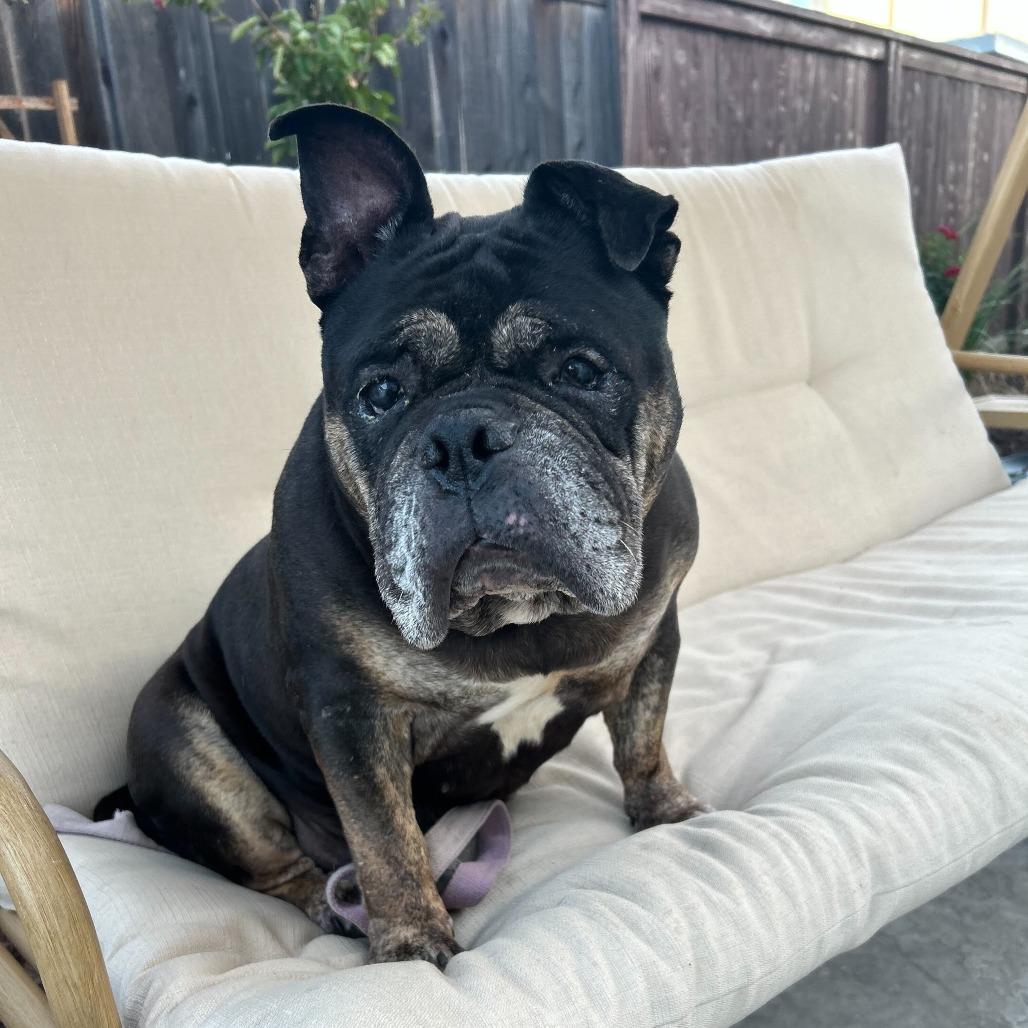 Enlarge Truffles, a Adoptable English Bulldog in Turlock, CA image 5/6