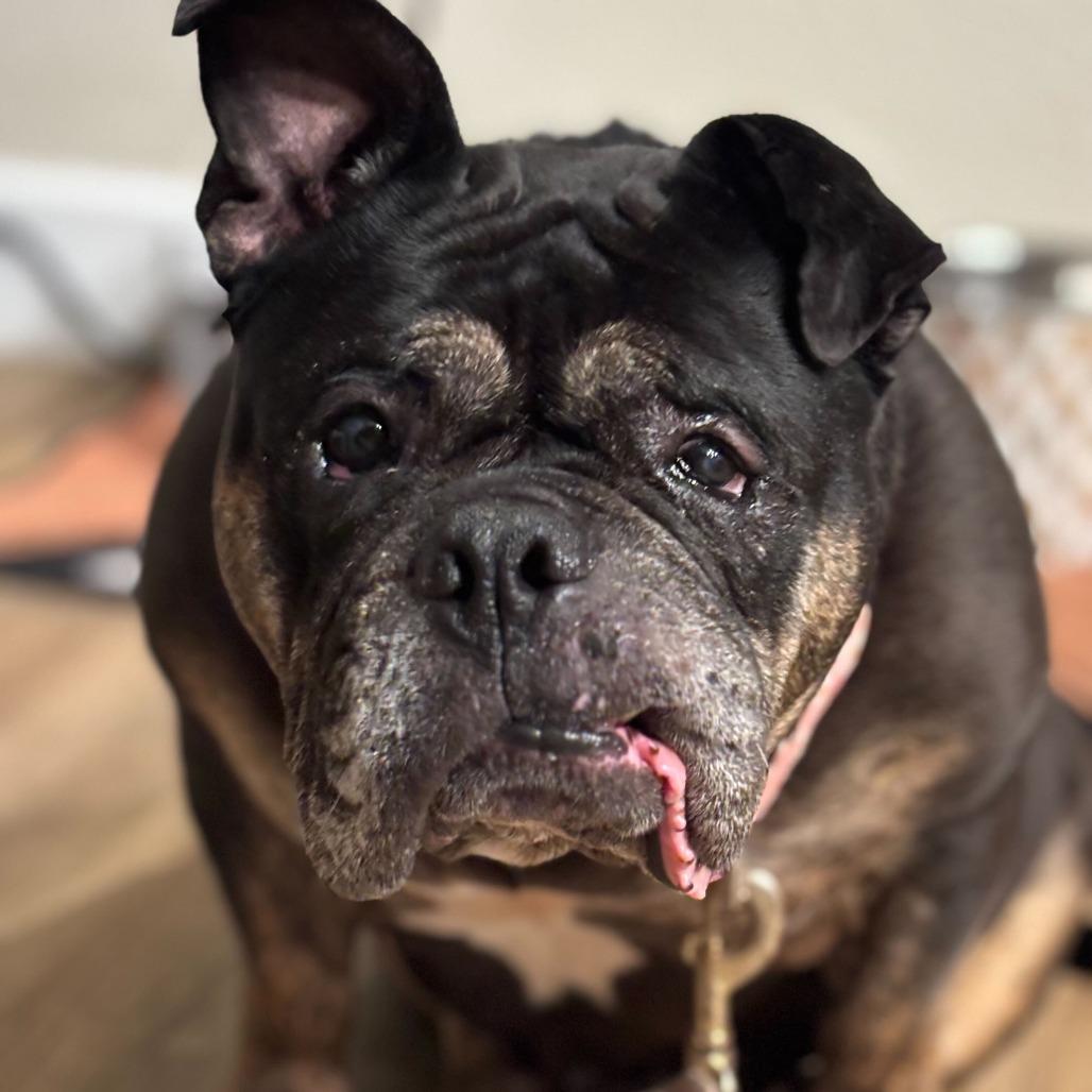 Enlarge Truffles, a Adoptable English Bulldog in Turlock, CA image 6/6
