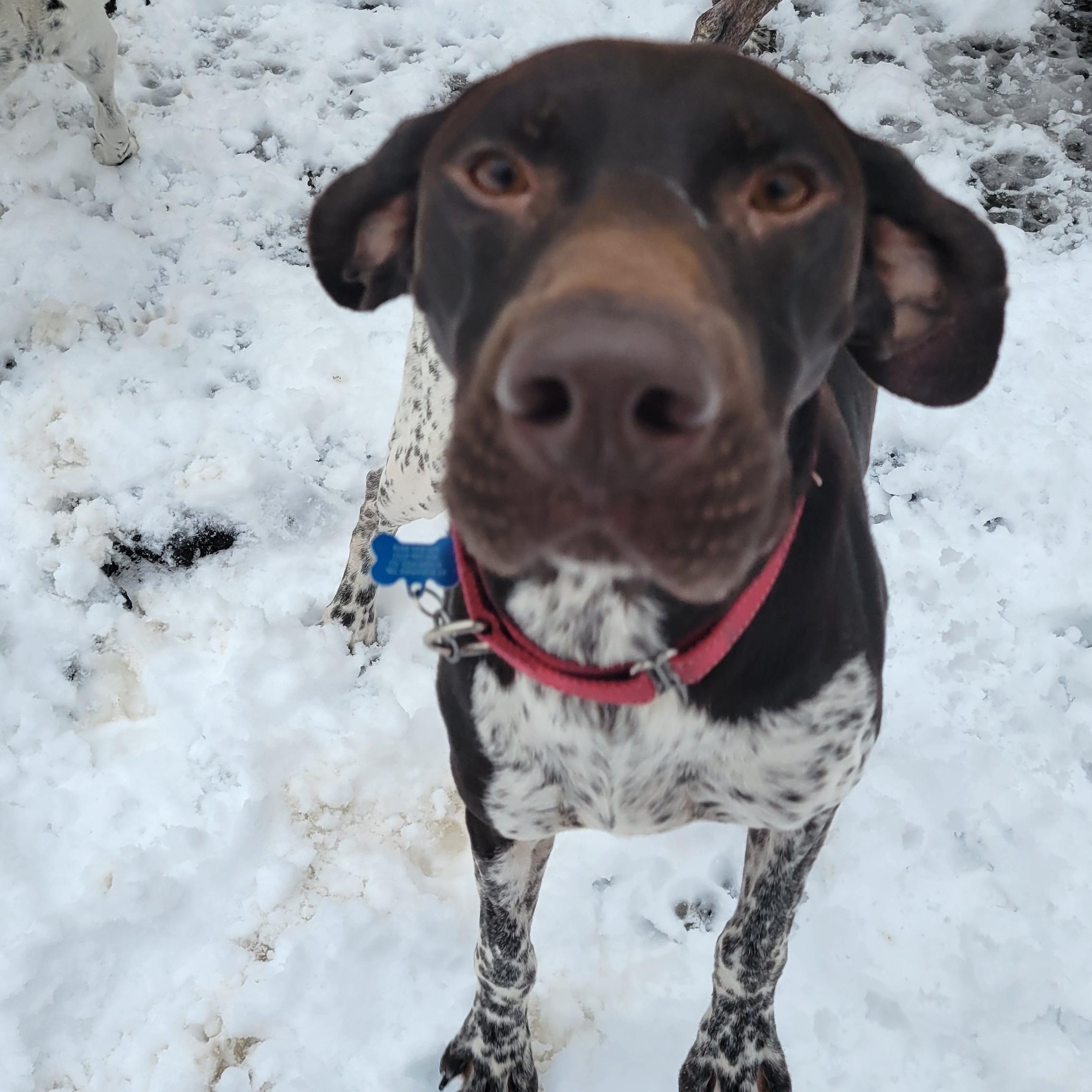 Oskar, Adopted, Young Male German Shorthaired Pointer.