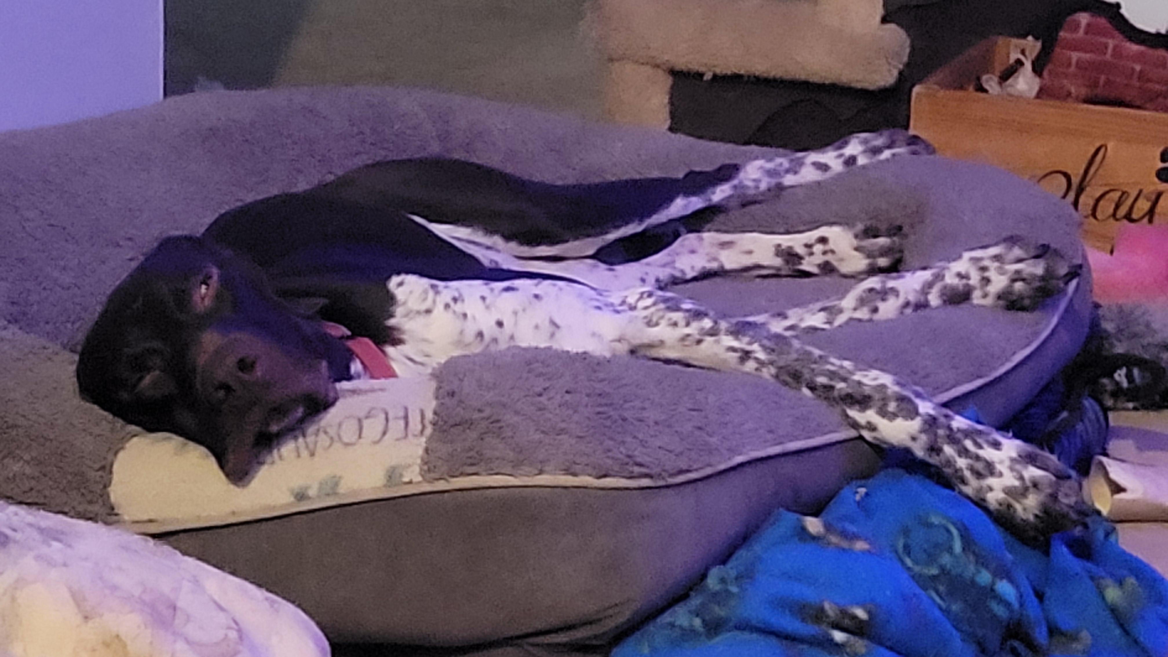 Enlarge Oskar, a Adopted German Shorthaired Pointer in Oak Ridge, NJ image 3/3