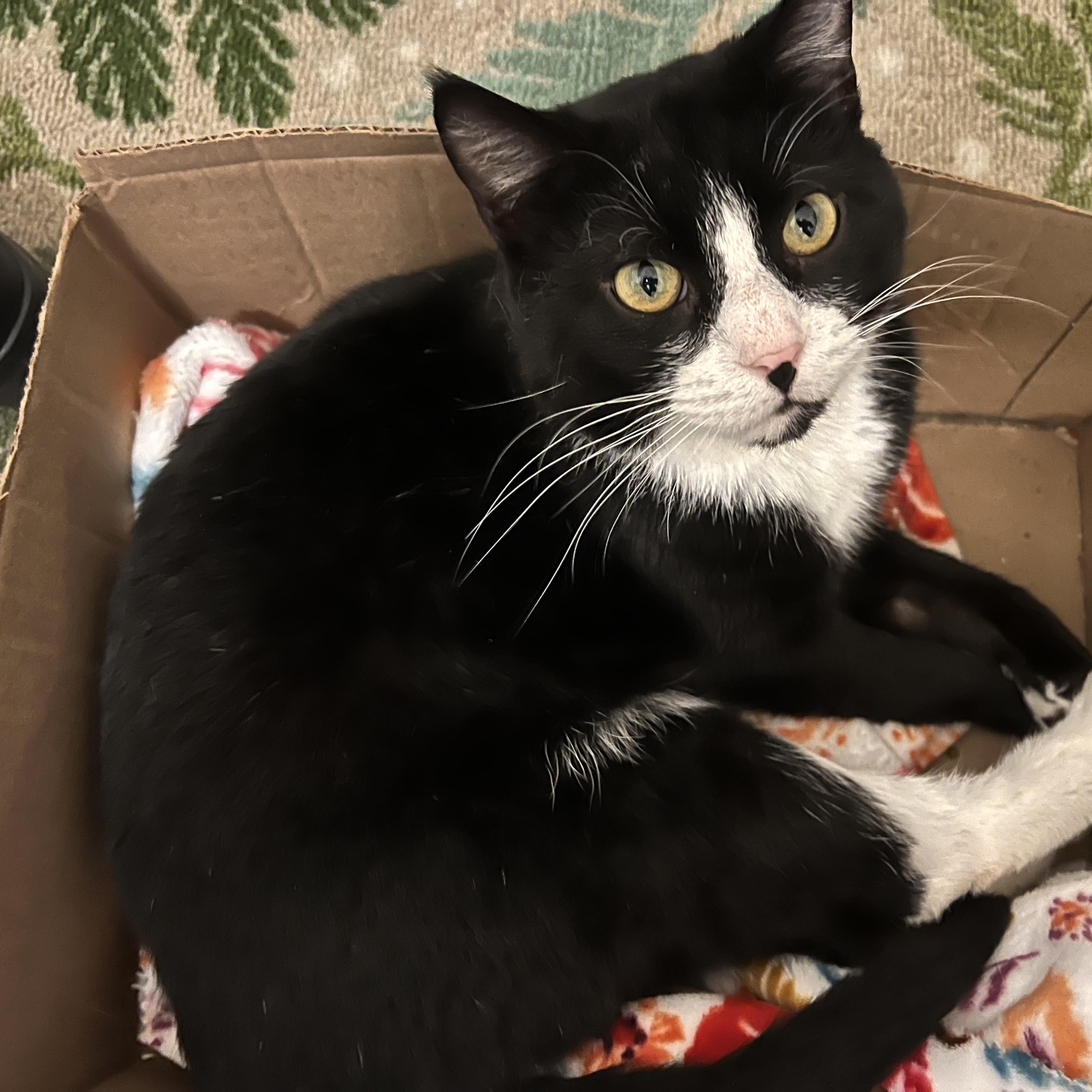 Enlarge TOM - Sweet Patient Boy! , a Adopted Domestic Short Hair in New York, NY image 4/5