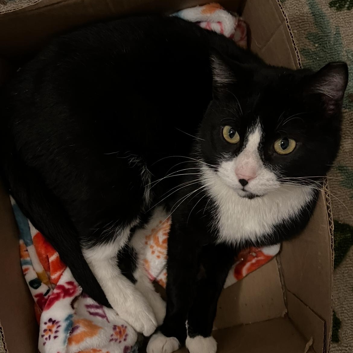 Enlarge TOM - Sweet Patient Boy! , a Adopted Domestic Short Hair in New York, NY image 5/5
