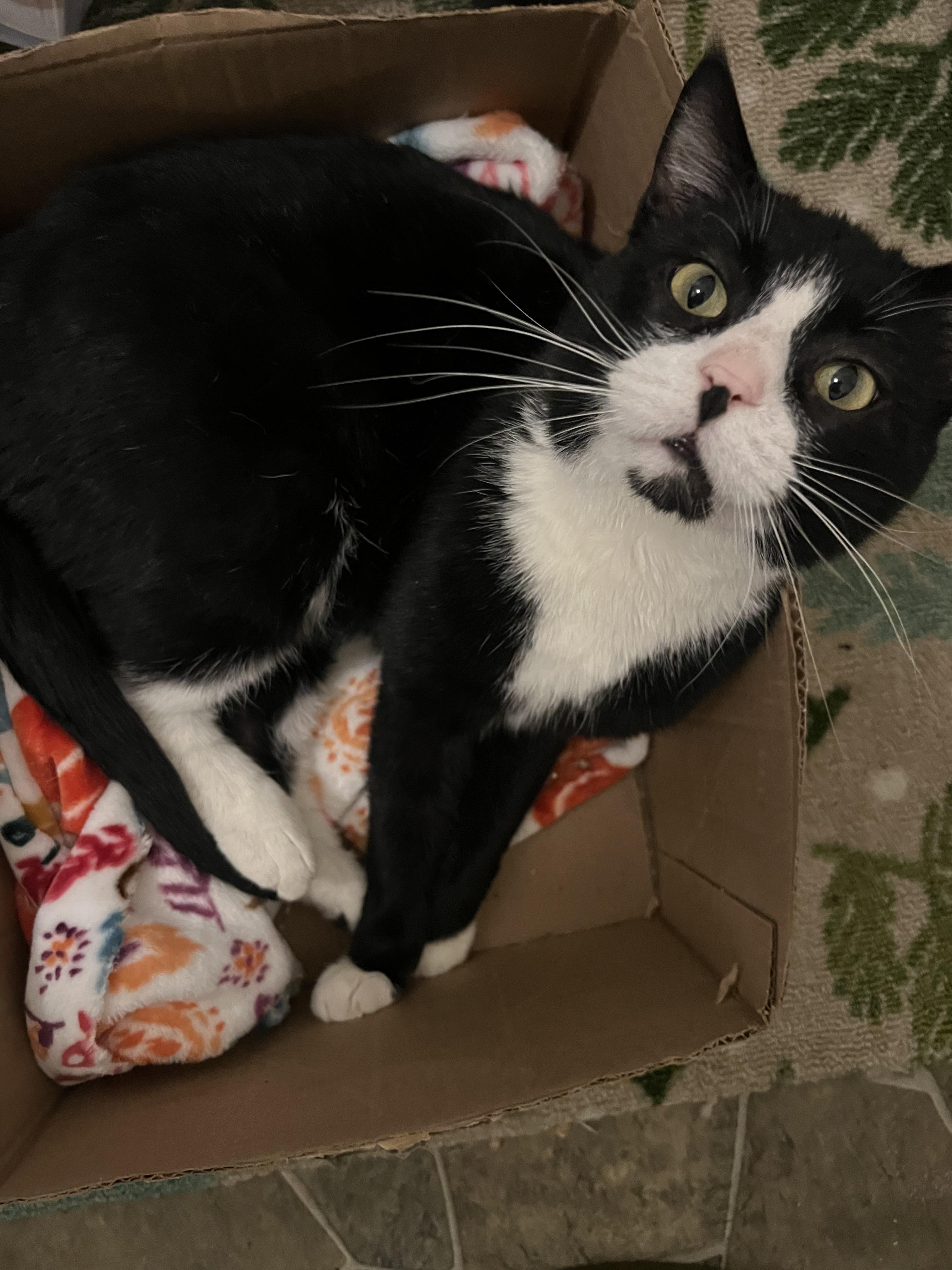 Enlarge TOM - Sweet Patient Boy! , a Adopted Domestic Short Hair in New York, NY image 3/5