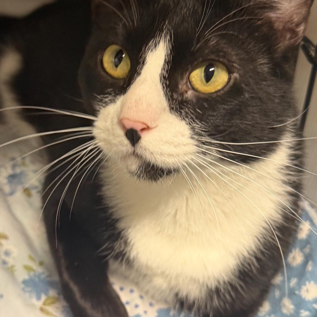 Enlarge TOM - Sweet Patient Boy! , a Adopted Domestic Short Hair in New York, NY image 2/5
