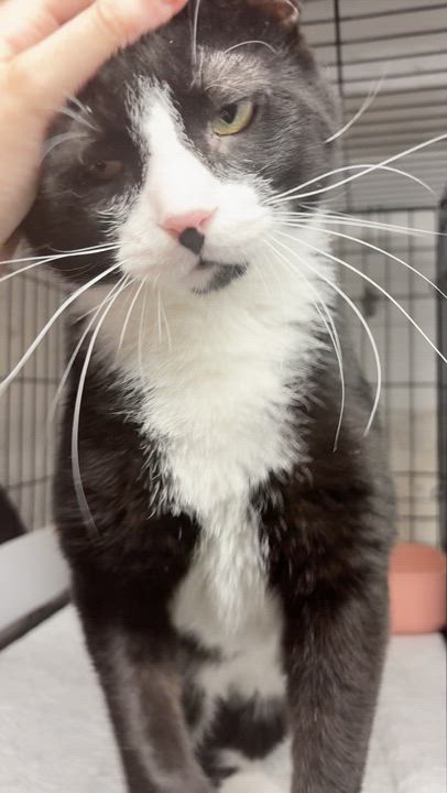 Enlarge TOM - Sweet Patient Boy! , a Adopted Domestic Short Hair in New York, NY video 1/5