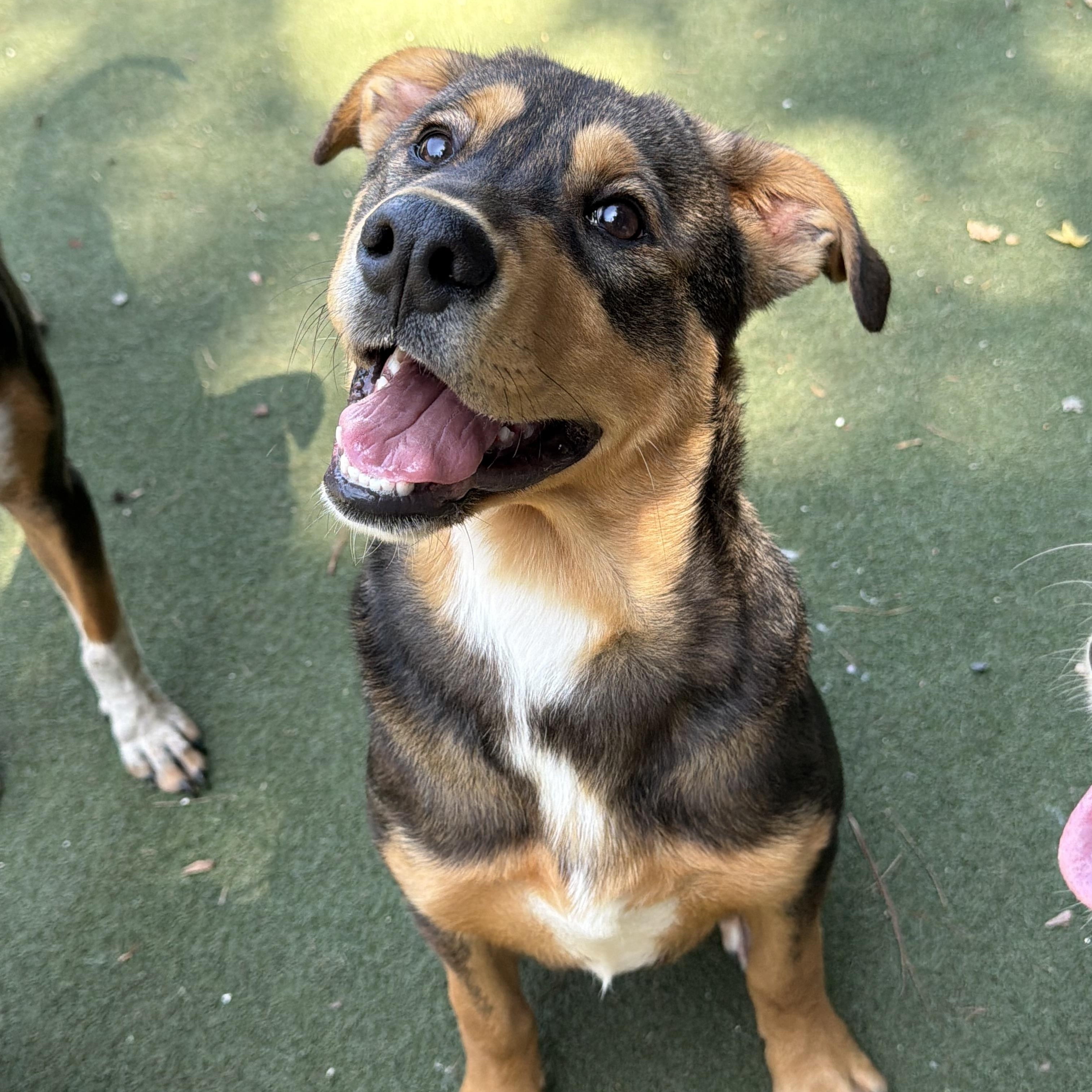Enlarge Frick, a Adopted Mixed Breed in Charlotte, NC image 2/6