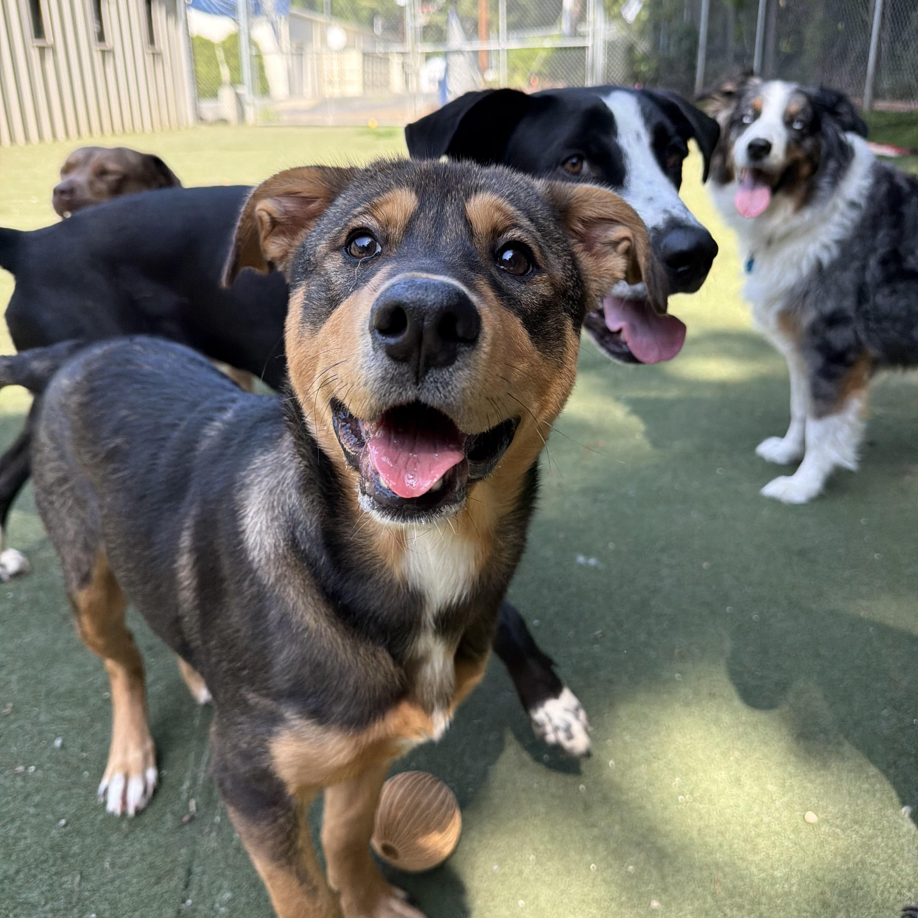 Enlarge Frick, a Adopted Mixed Breed in Charlotte, NC image 1/6