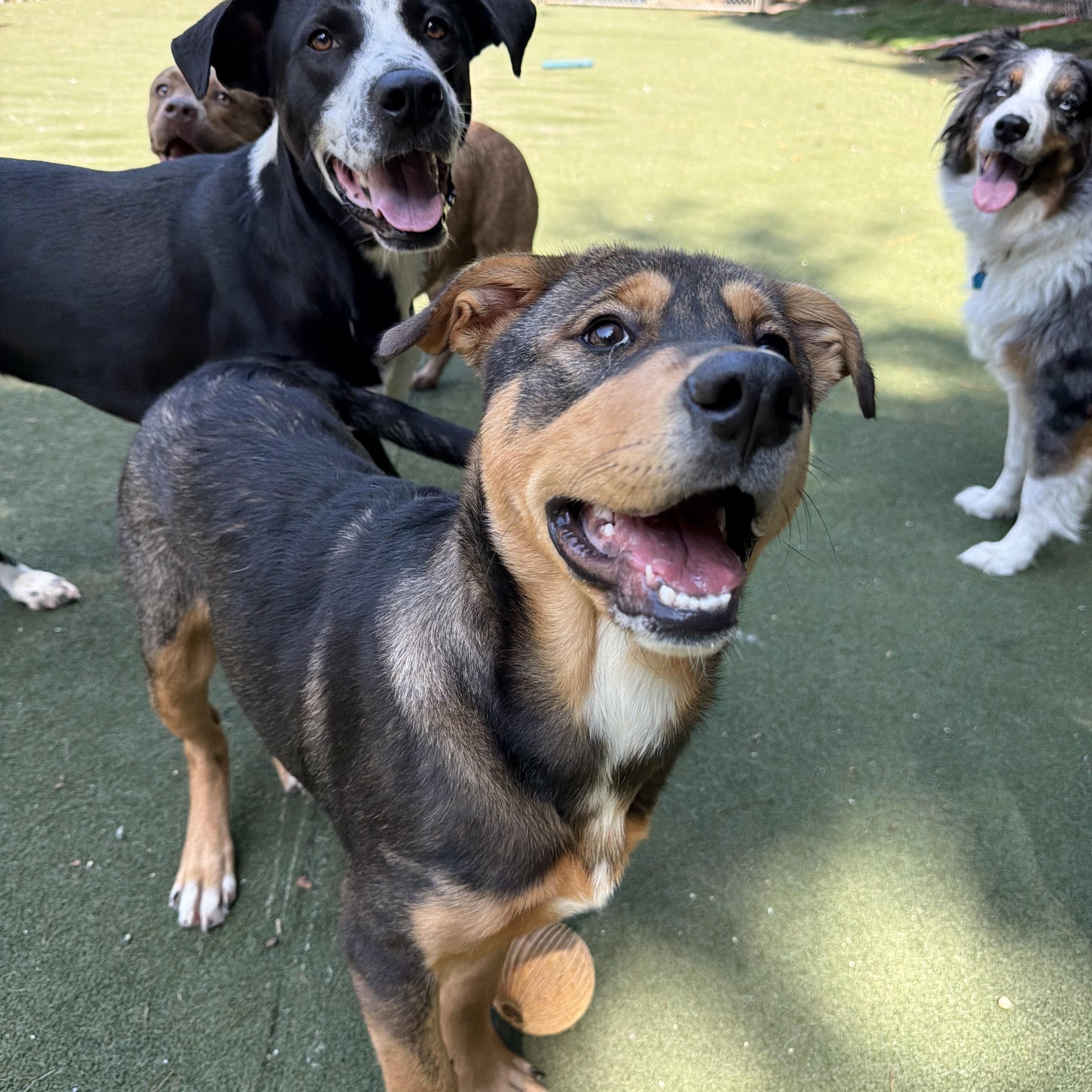 Enlarge Frick, a Adopted Mixed Breed in Charlotte, NC image 5/6