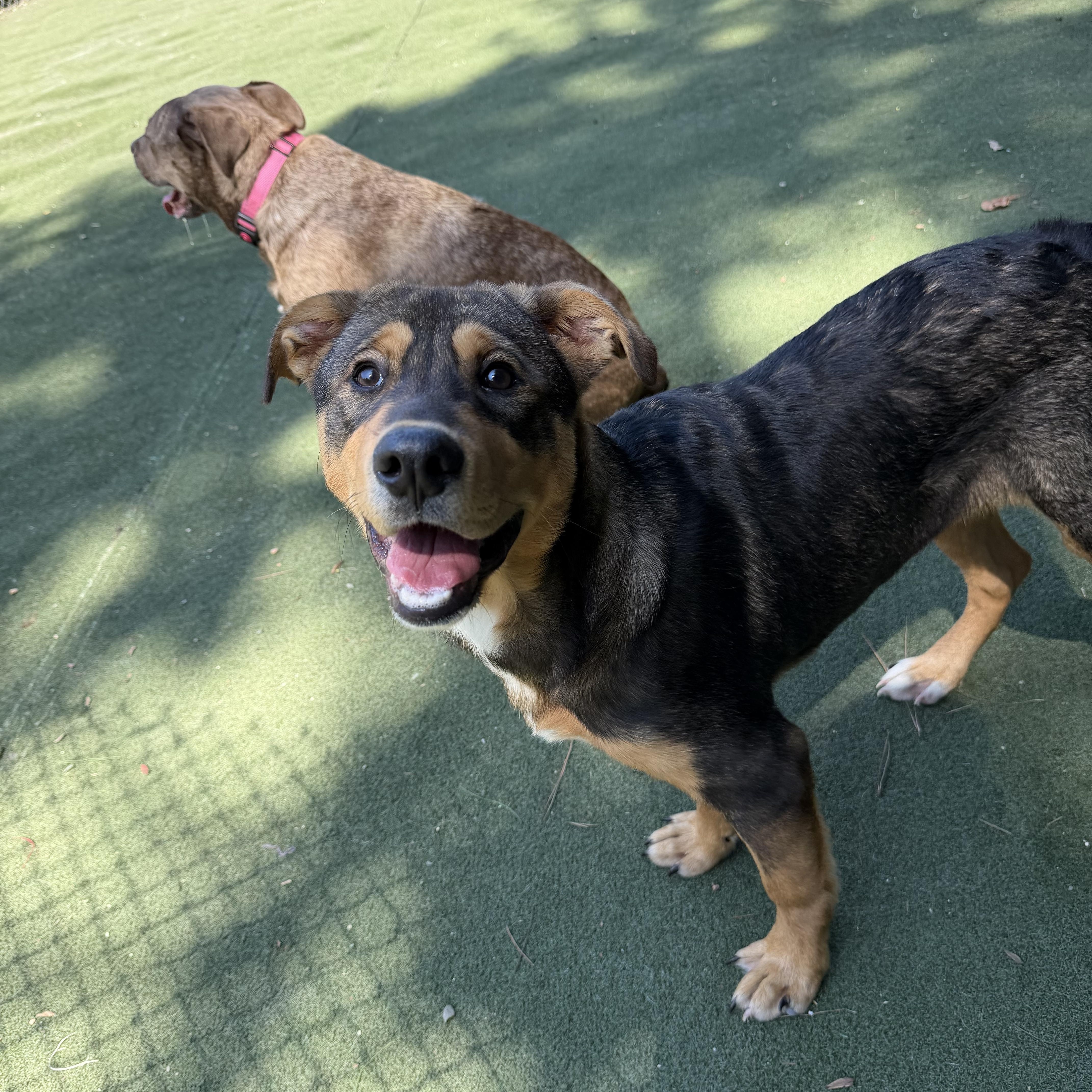 Enlarge Frick, a Adopted Mixed Breed in Charlotte, NC image 4/6