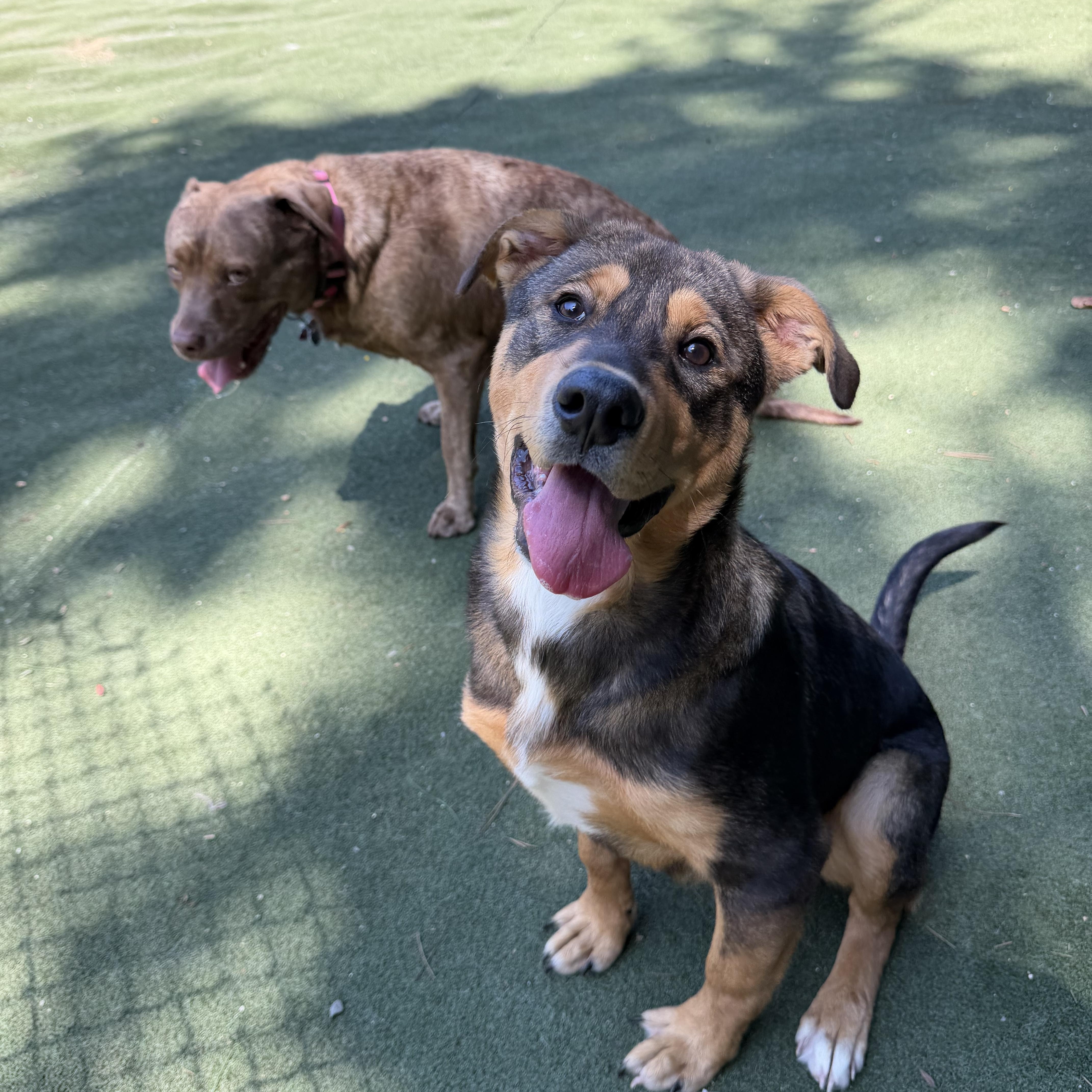 Enlarge Frick, a Adopted Mixed Breed in Charlotte, NC image 3/6