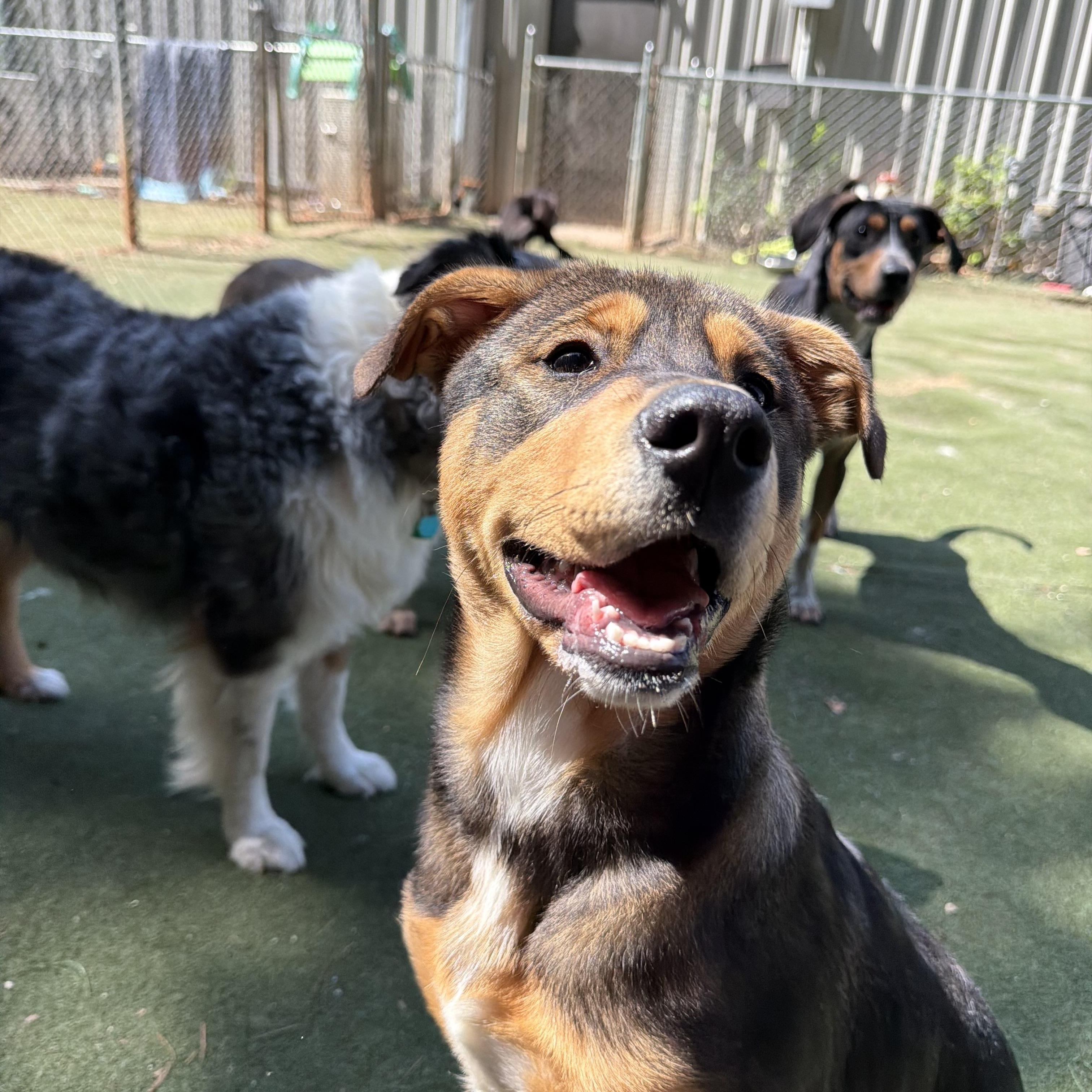 Enlarge Frick, a Adopted Mixed Breed in Charlotte, NC image 6/6