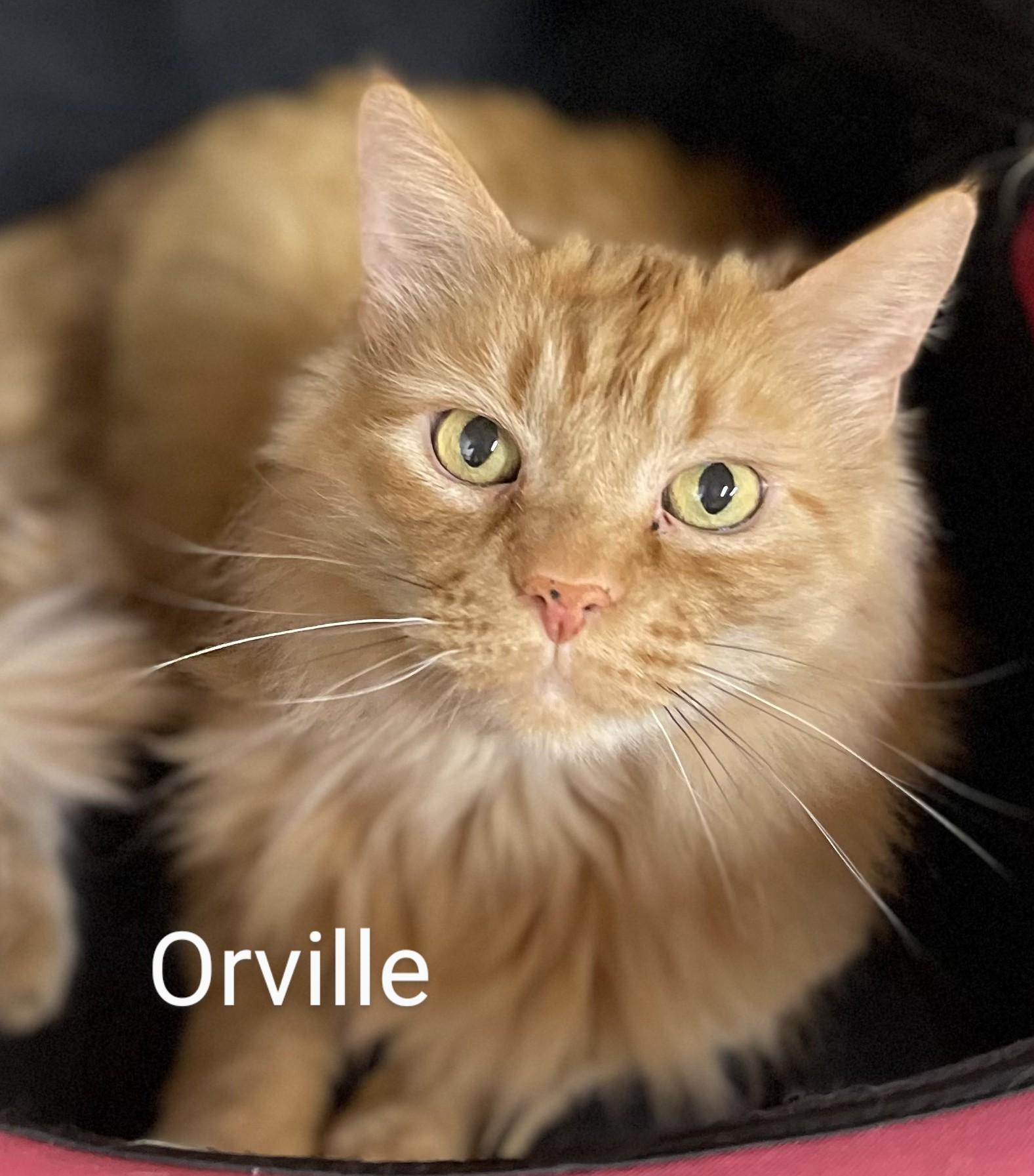 Orville, Senior Male Domestic Long Hair