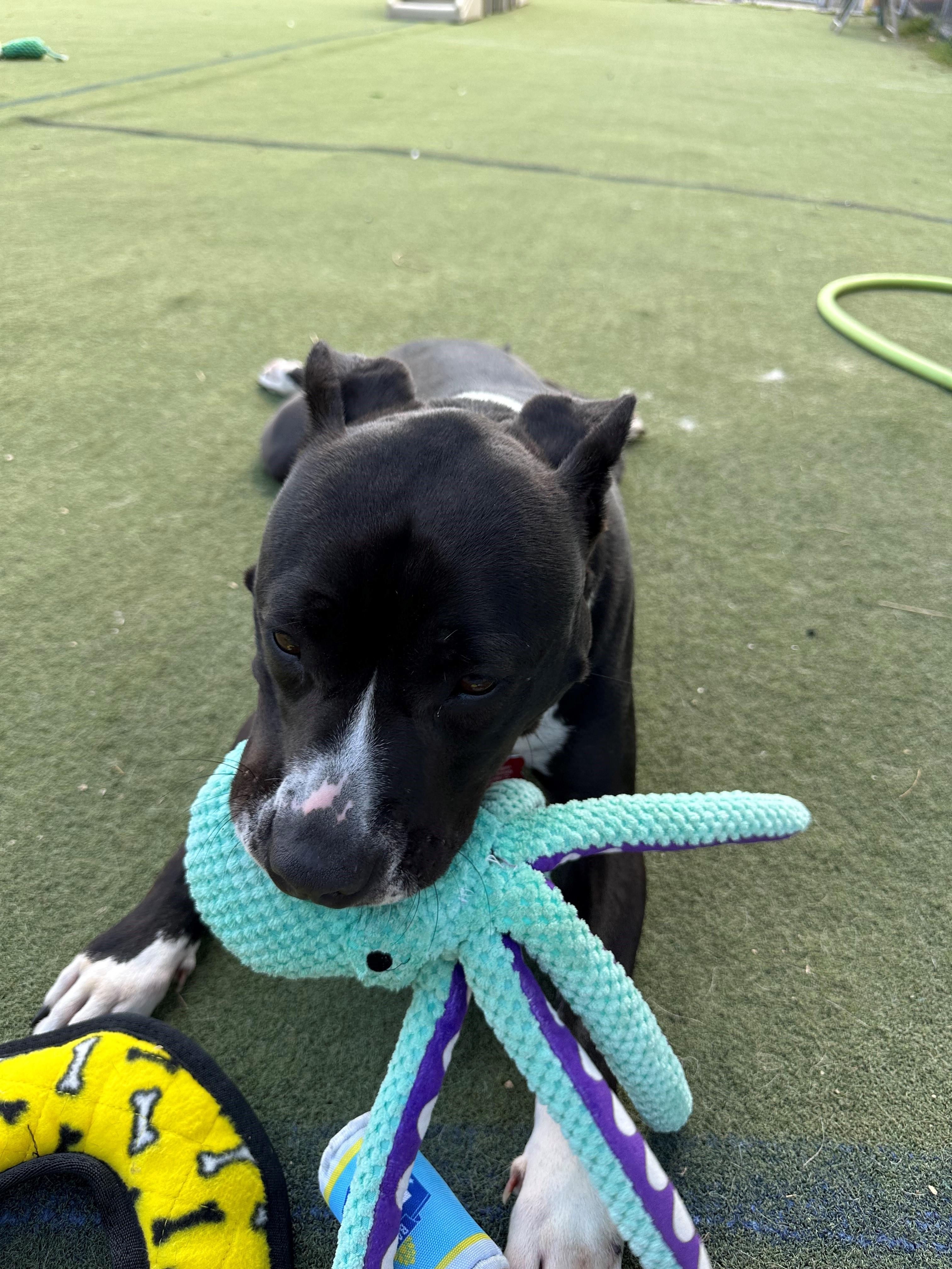 Zailey, a Adoptable Pit Bull Terrier in Onalaska, WI image 4/6