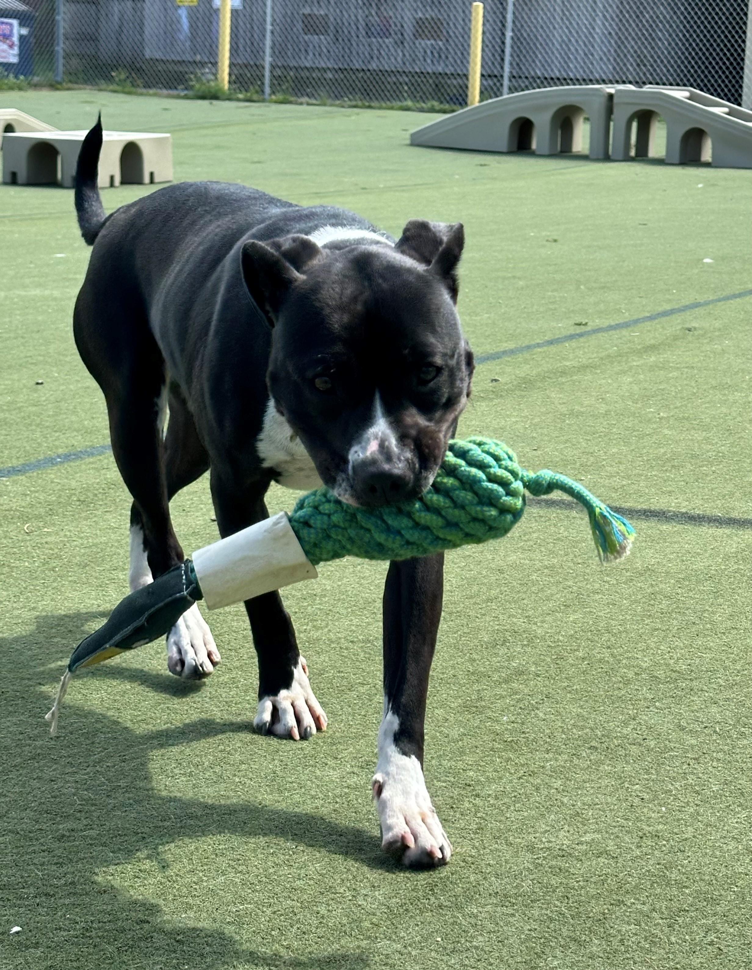 Zailey, an adoptable Pit Bull Terrier in Onalaska, WI, 54650 | Photo Image 3