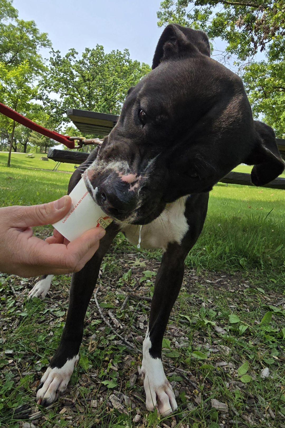 Zailey, a Adoptable Pit Bull Terrier in Onalaska, WI image 6/6