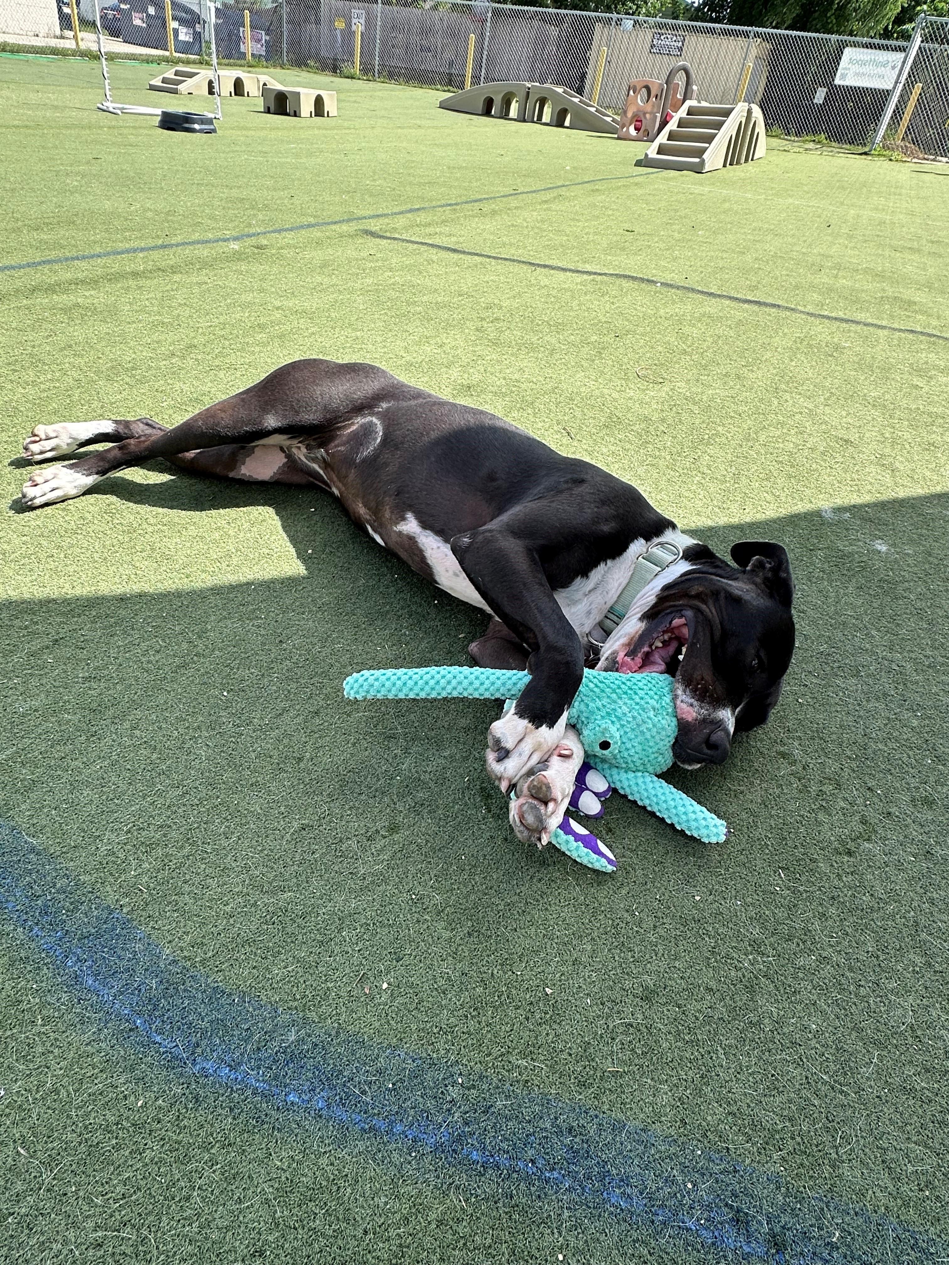 Zailey, a Adoptable Pit Bull Terrier in Onalaska, WI image 2/6