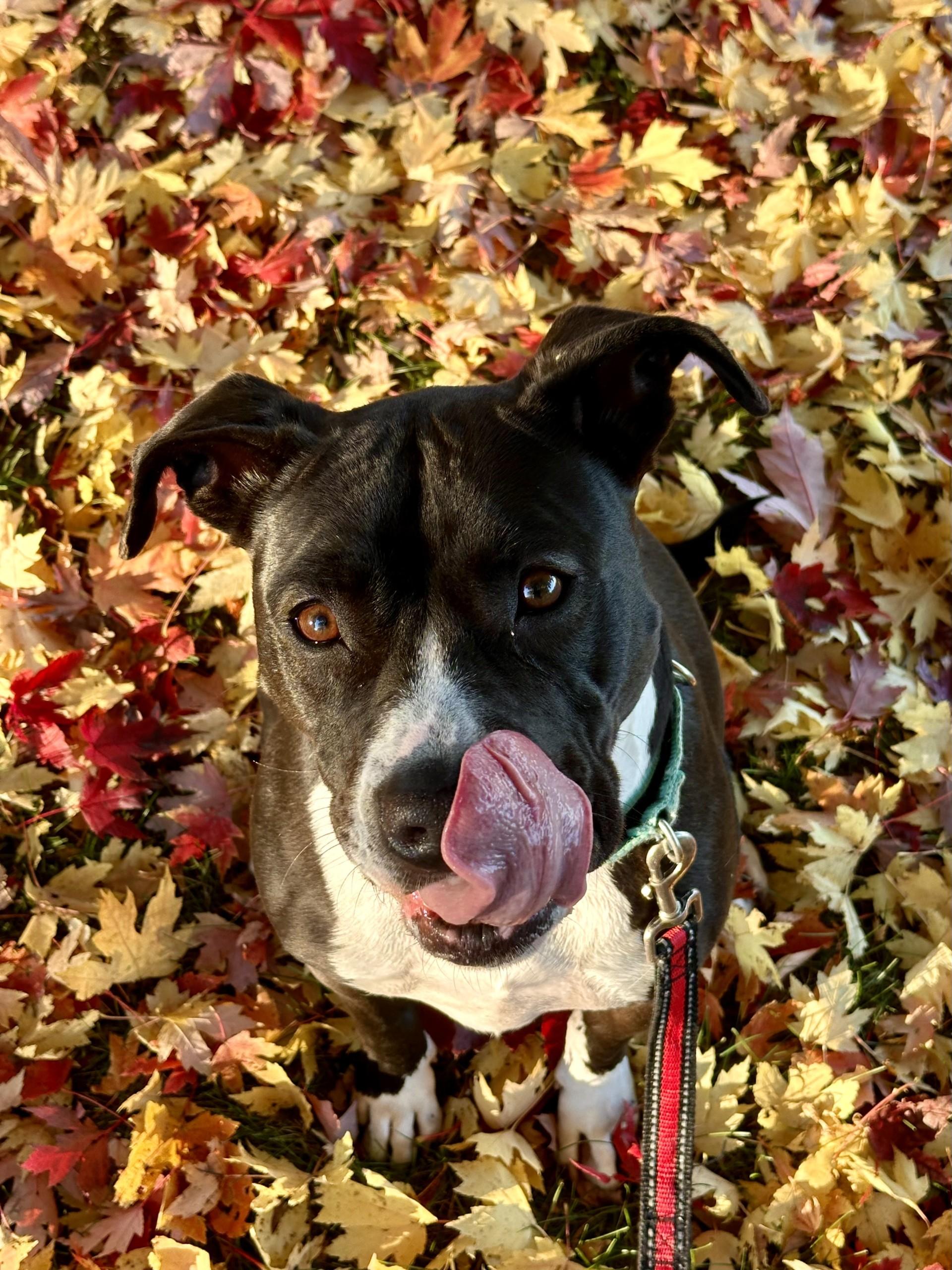 Zailey, a Adoptable Pit Bull Terrier in Onalaska, WI image 1/6