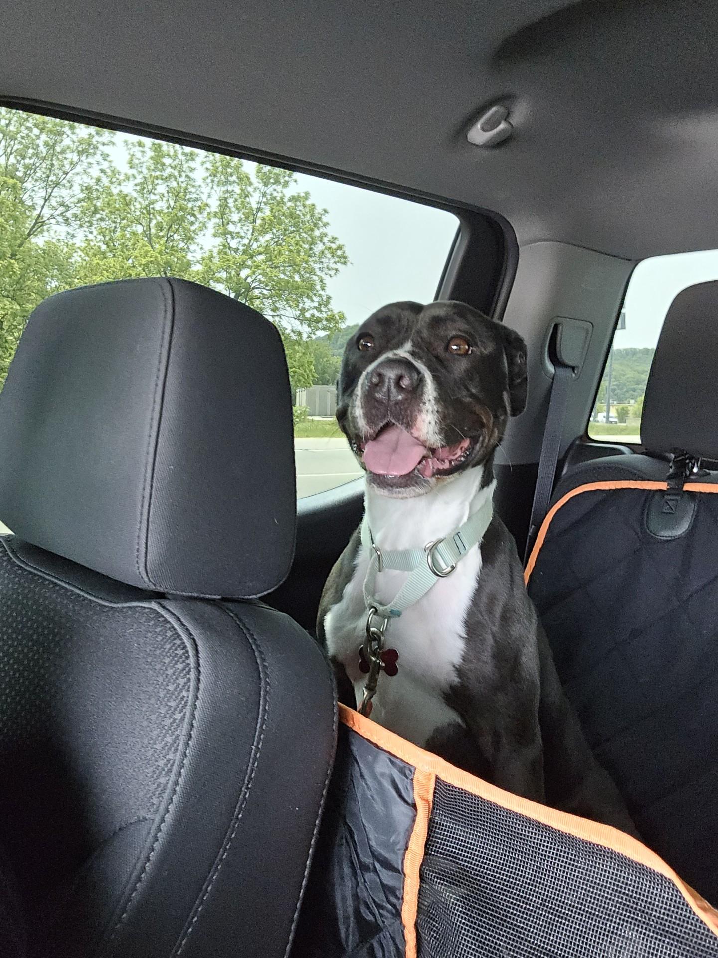 Zailey, a Adoptable Pit Bull Terrier in Onalaska, WI image 5/6