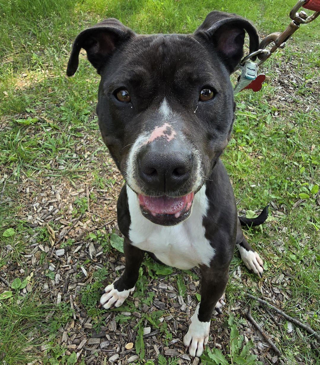 Zailey, a Adoptable Pit Bull Terrier in Onalaska, WI image 3/6