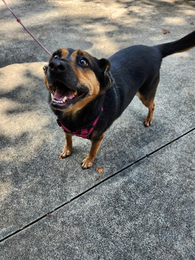 Dora, Adoptable, Senior Female Miniature Pinscher & Hound.