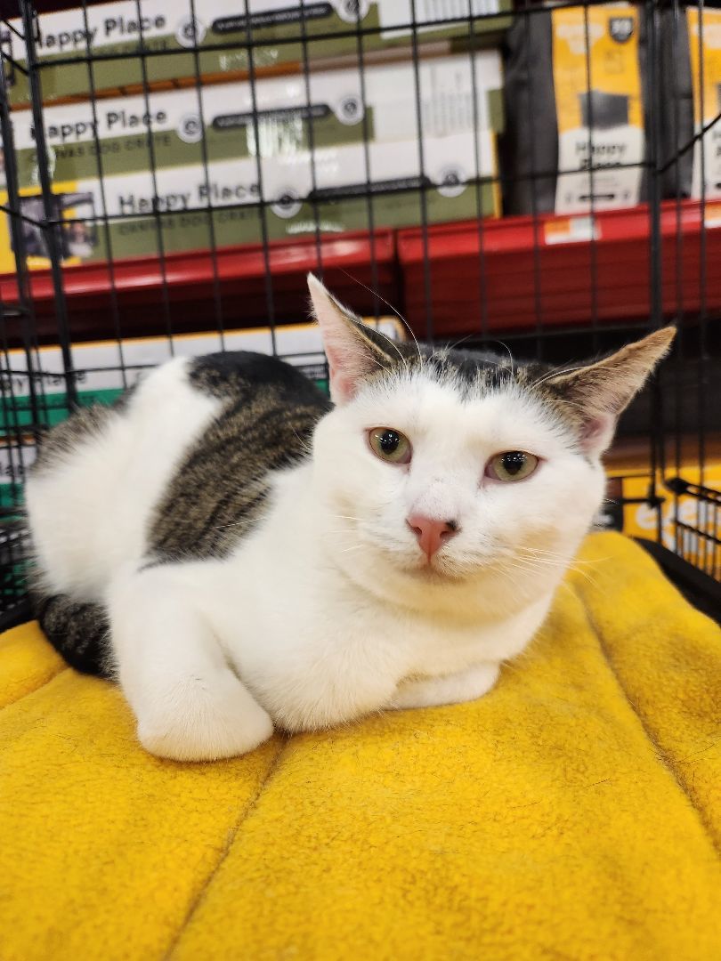 Bangs, a Adoptable Domestic Short Hair in East Orange, NJ image 2/4