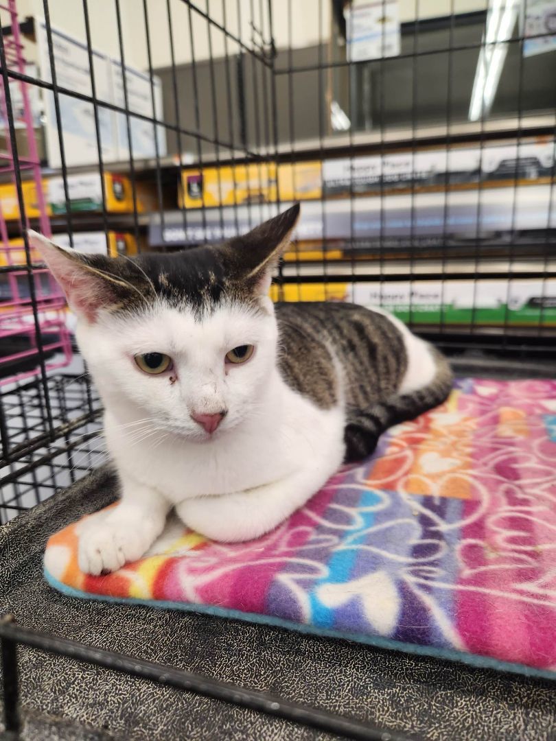 Bangs, a Adoptable Domestic Short Hair in East Orange, NJ image 3/4