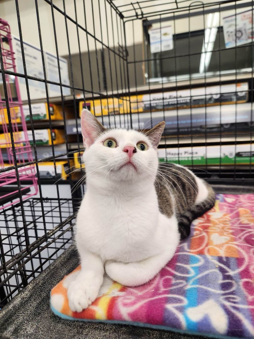 Bangs, a Adoptable Domestic Short Hair in East Orange, NJ image 4/4