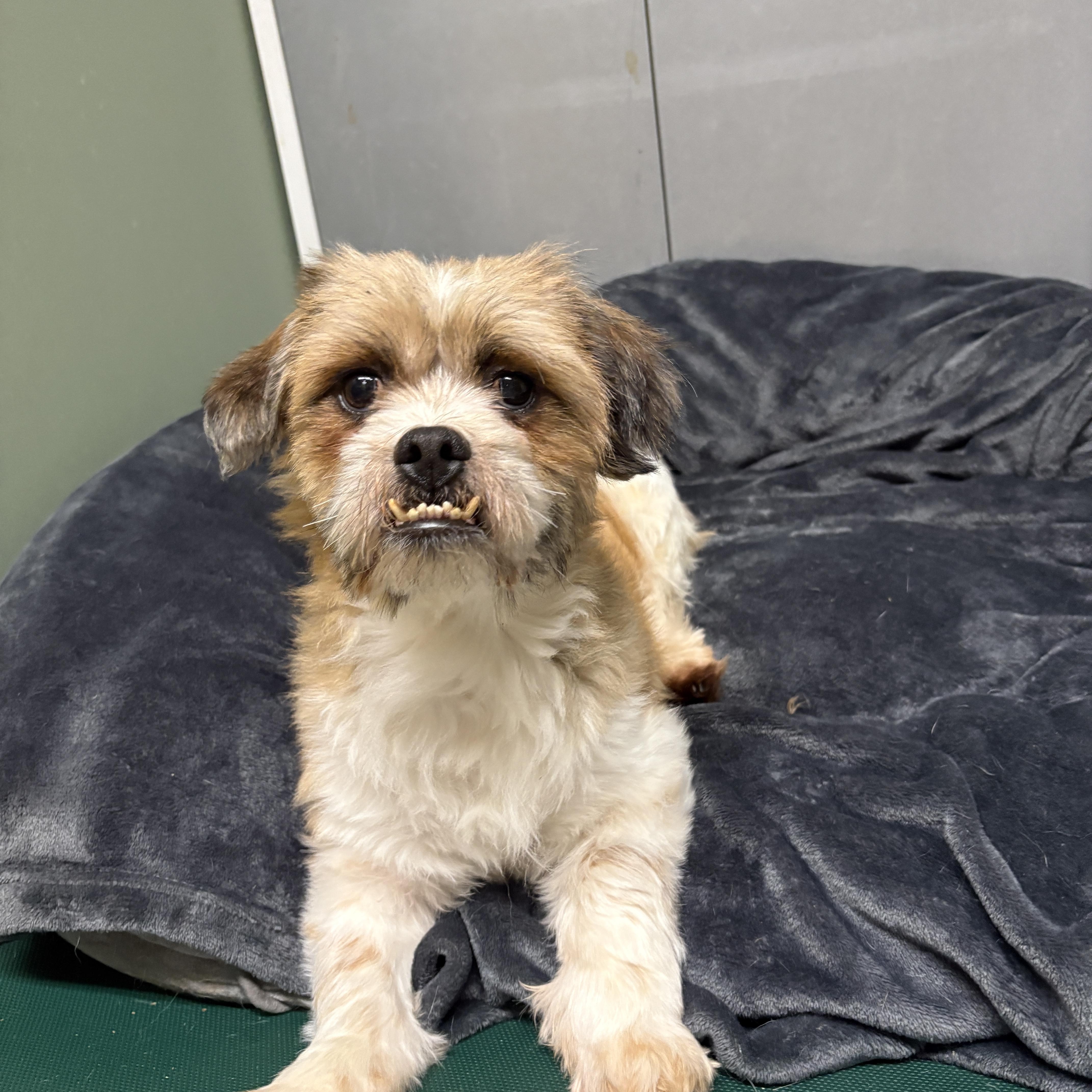 Enlarge Marley Moses, an adopted Shih Tzu in Chicago, IL image 1/2