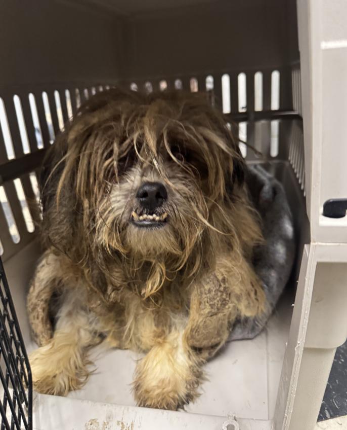 Enlarge Marley Moses, an adopted Shih Tzu in Chicago, IL image 2/2