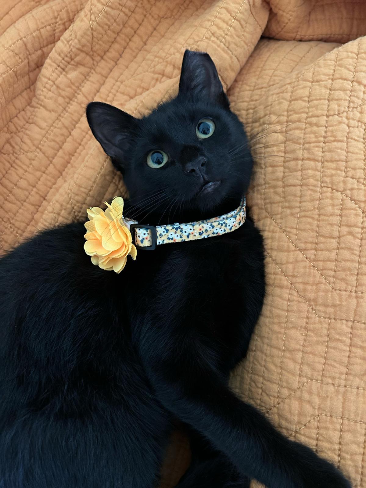 Enlarge Noelle, a Adoptable Domestic Short Hair in Miami, FL image 4/6