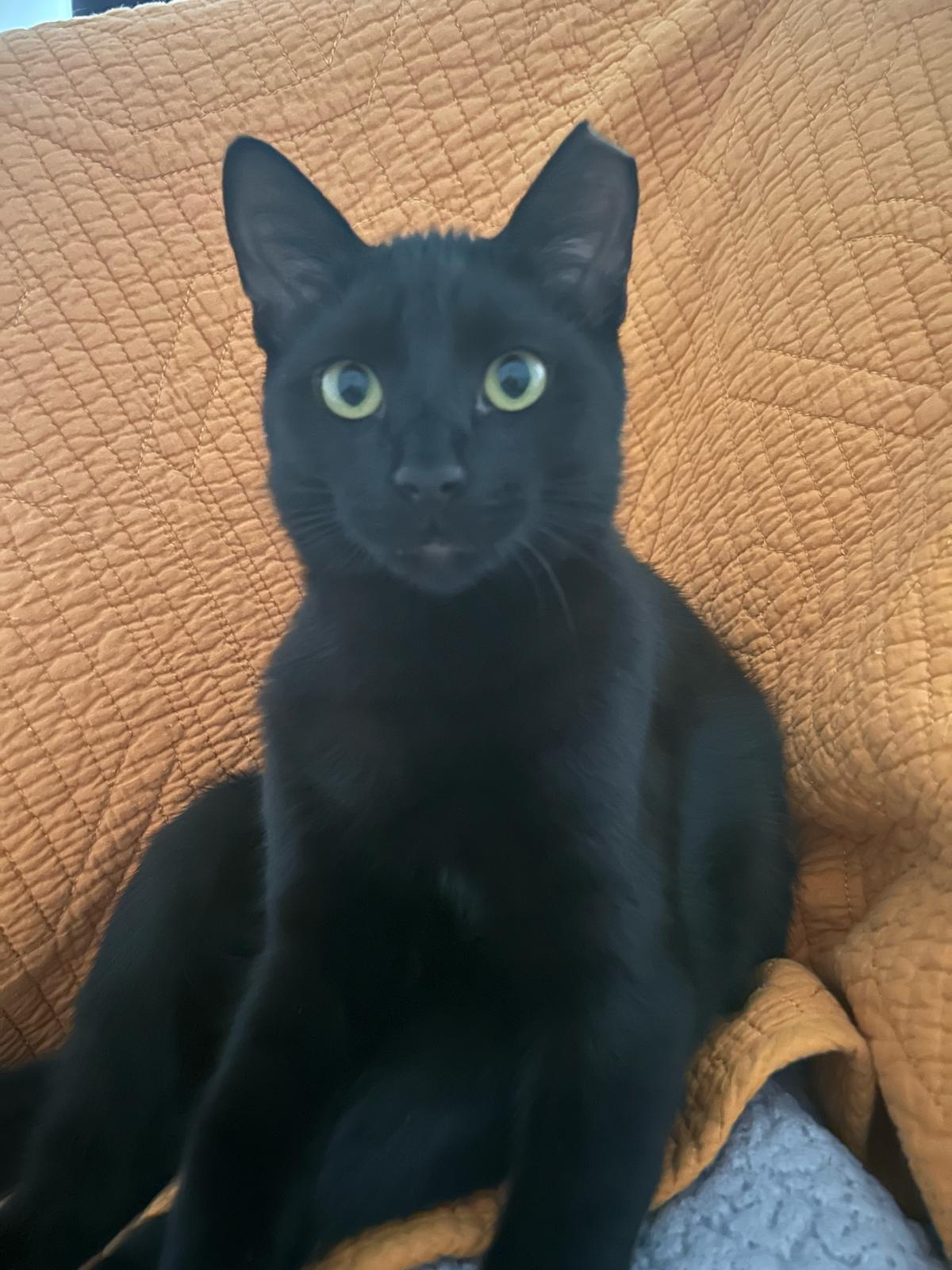 Noelle, Adoptable, Young Female Domestic Short Hair.