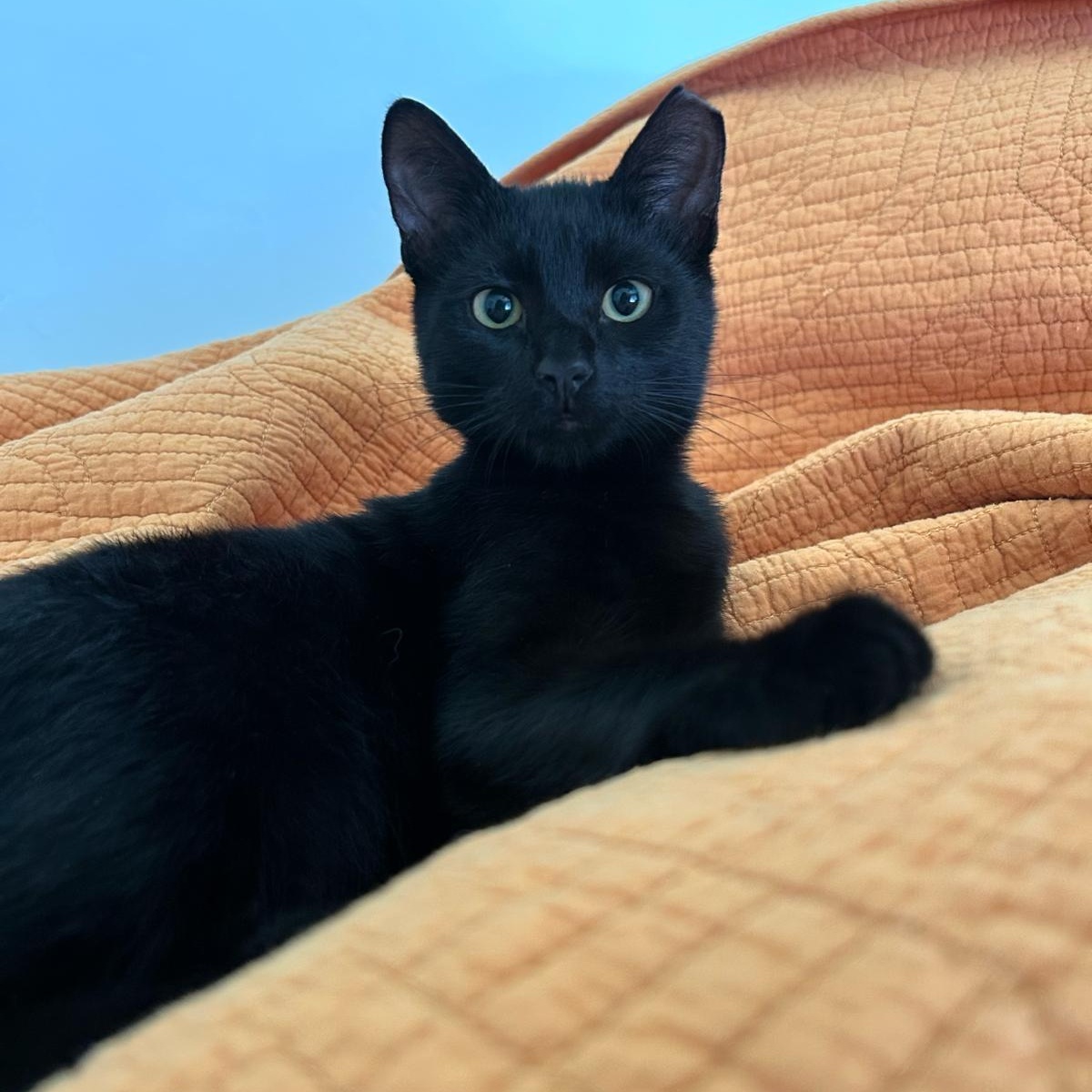 Noelle, Adoptable, Kitten Female Domestic Short Hair.