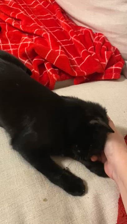 Enlarge Noelle, a Adoptable Domestic Short Hair in Miami, FL video 2/6