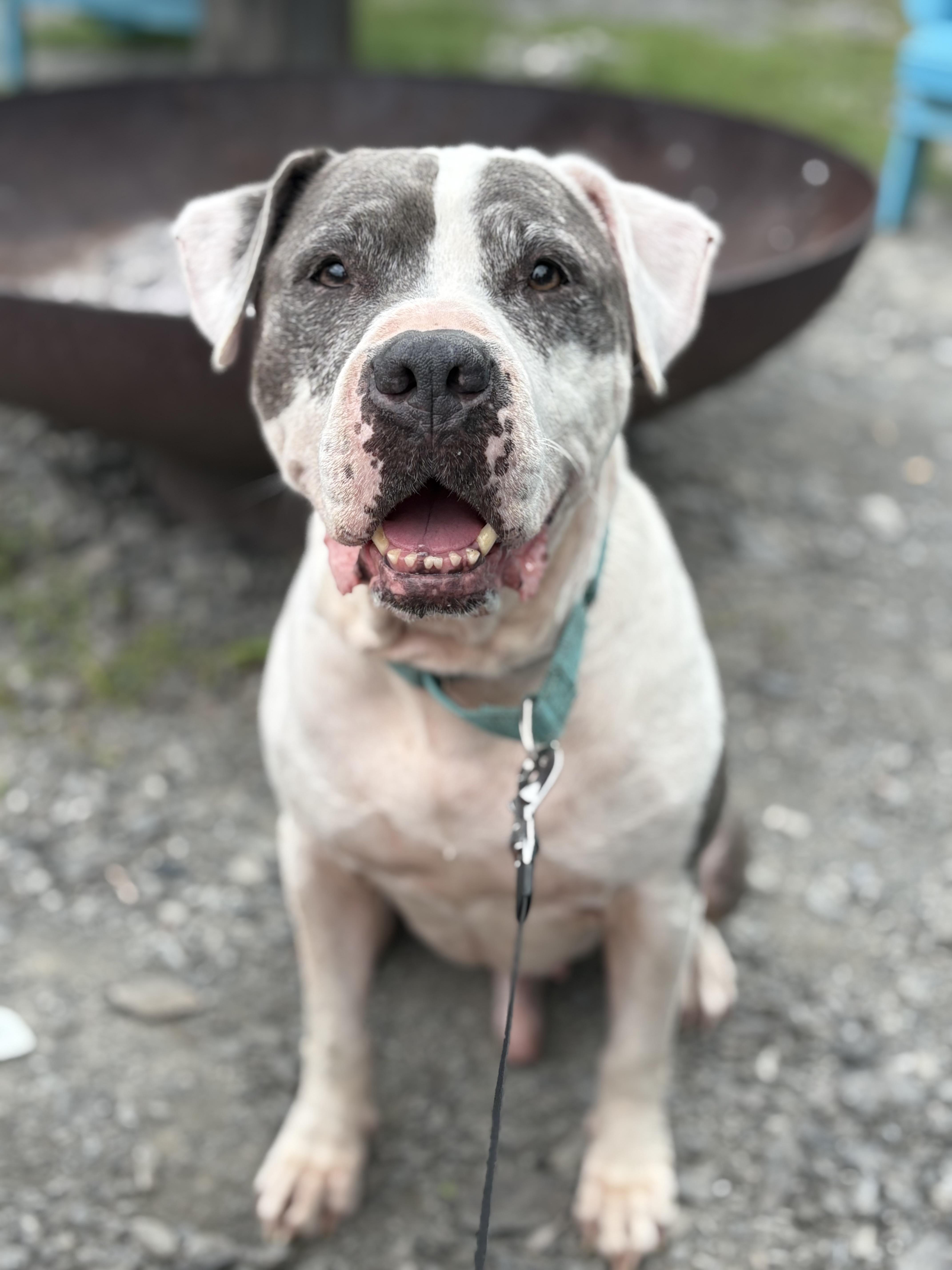 Enlarge Dozer, a Adoptable mixed breed in West Nyack, NY image 3/6