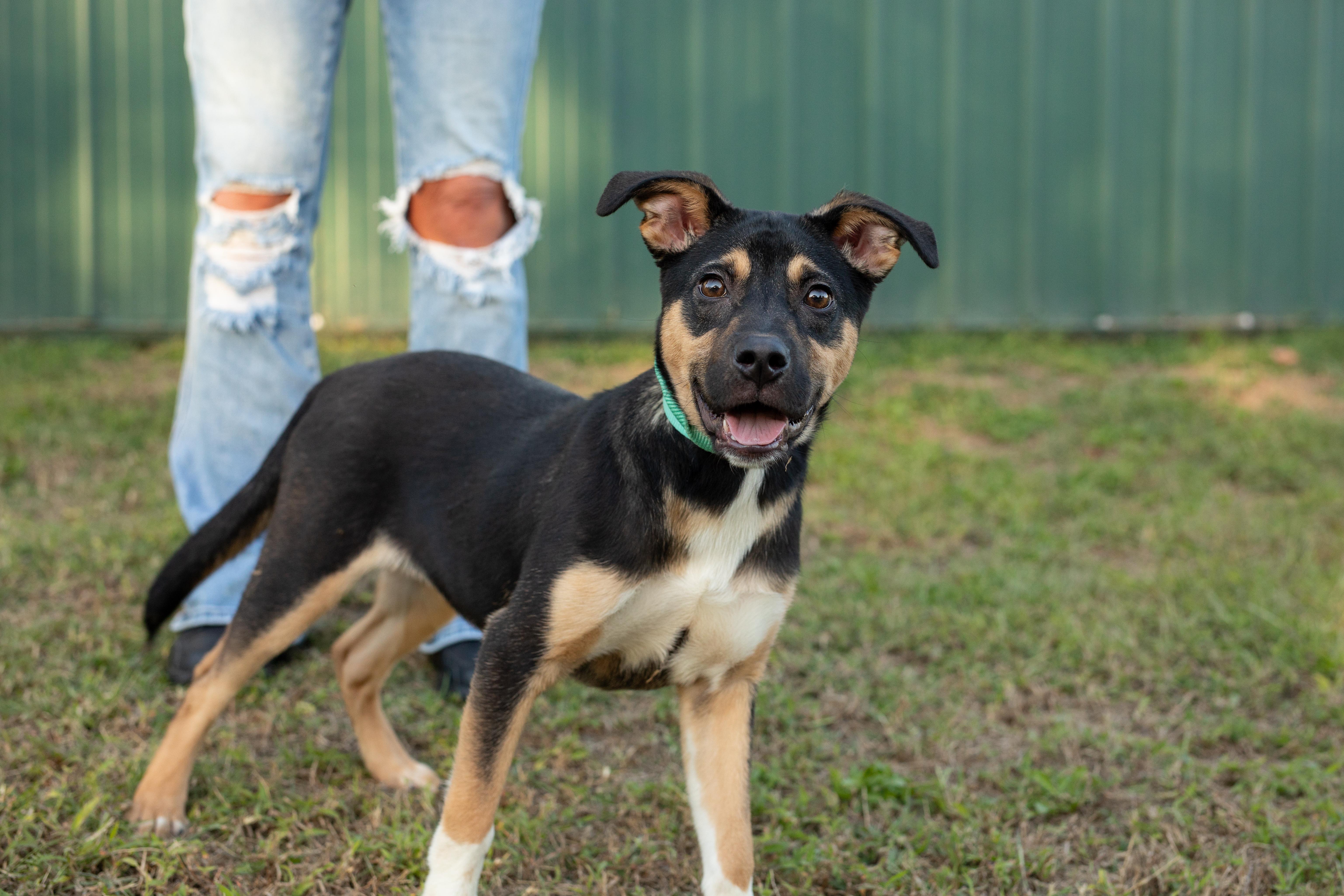 Enlarge Tessa, a Adoptable mixed breed in Dixon, KY image 1/1