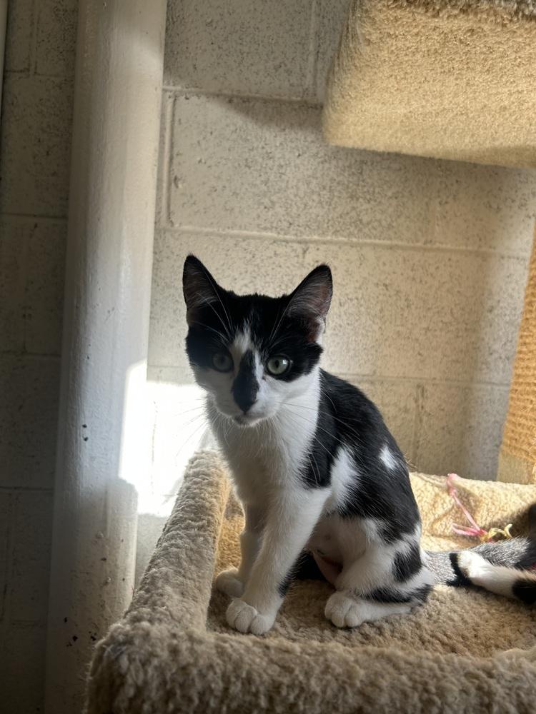 Enlarge Joan, a Adoptable Domestic Short Hair in Ontario, CA image 1/2