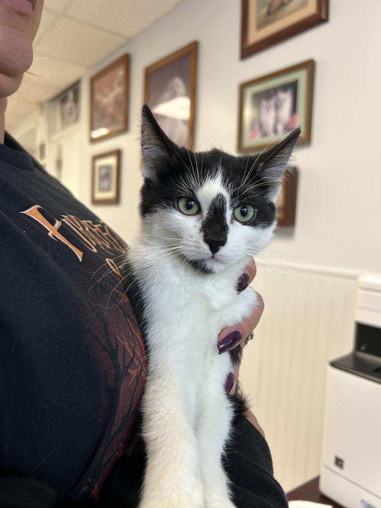 Enlarge Joan, a Adoptable Domestic Short Hair in Ontario, CA image 2/2