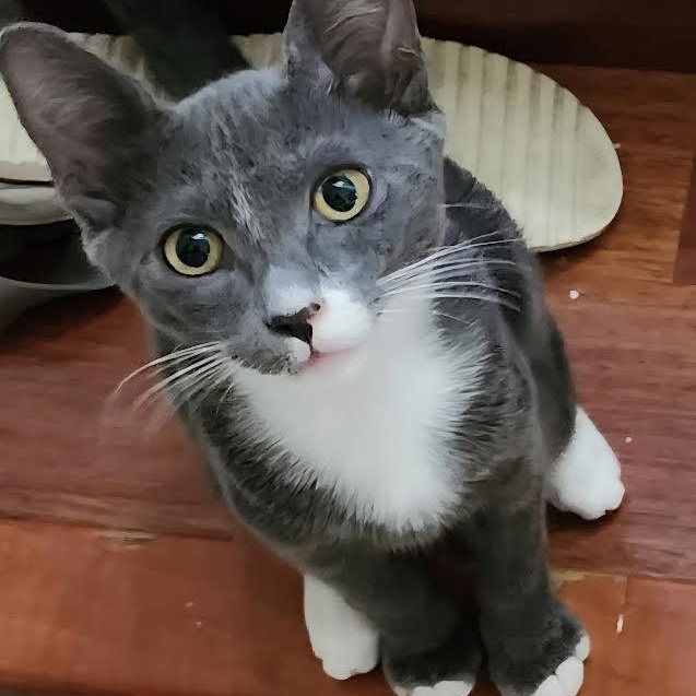 Enlarge Pinot, a Adoptable Tabby in Salem, NH image 2/6