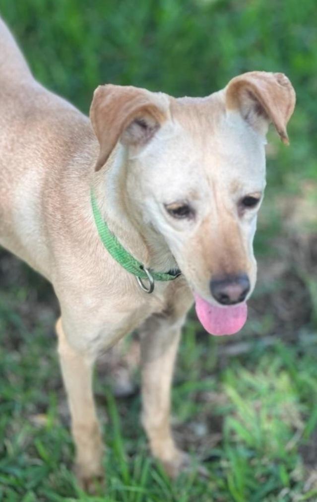 Whippets for Adoption in New Tazewell, Tennessee | Petfinder
