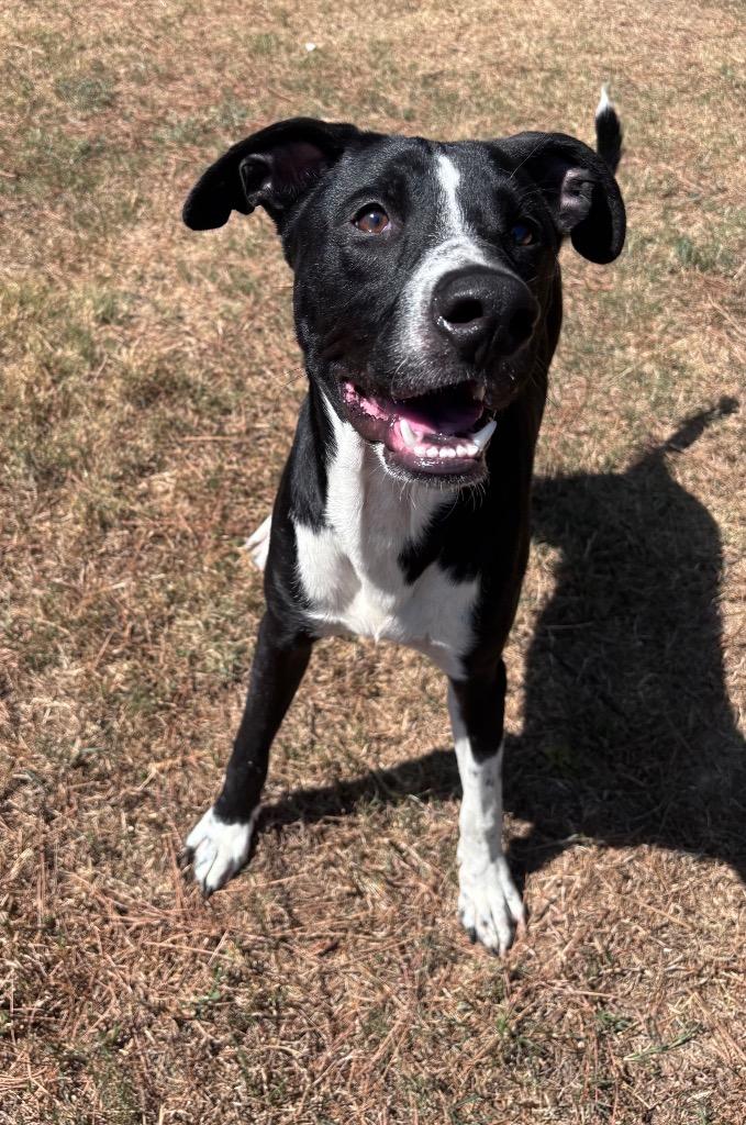 Enlarge Kane, a Adoptable mixed breed in Little Rock, AR image 1/5