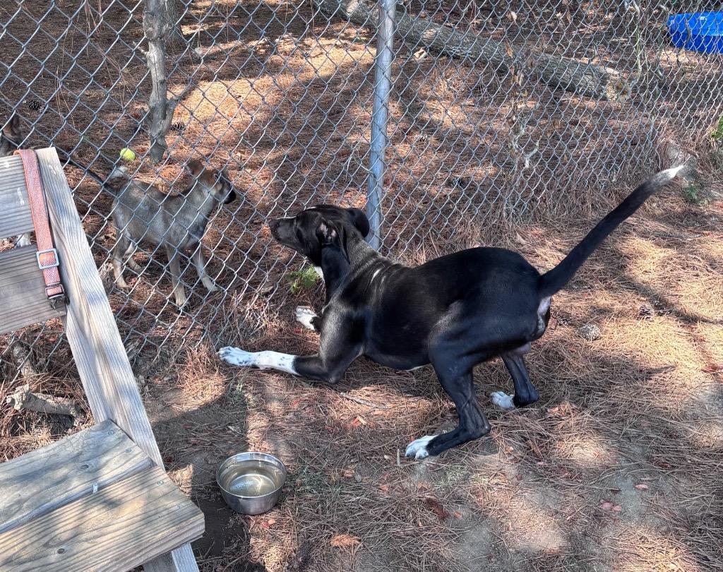 Enlarge Kane, a Adoptable mixed breed in Little Rock, AR image 2/5