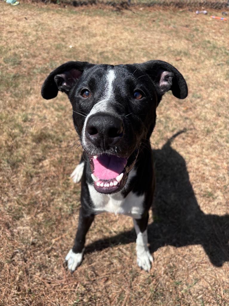 Enlarge Kane, a Adoptable mixed breed in Little Rock, AR image 3/5
