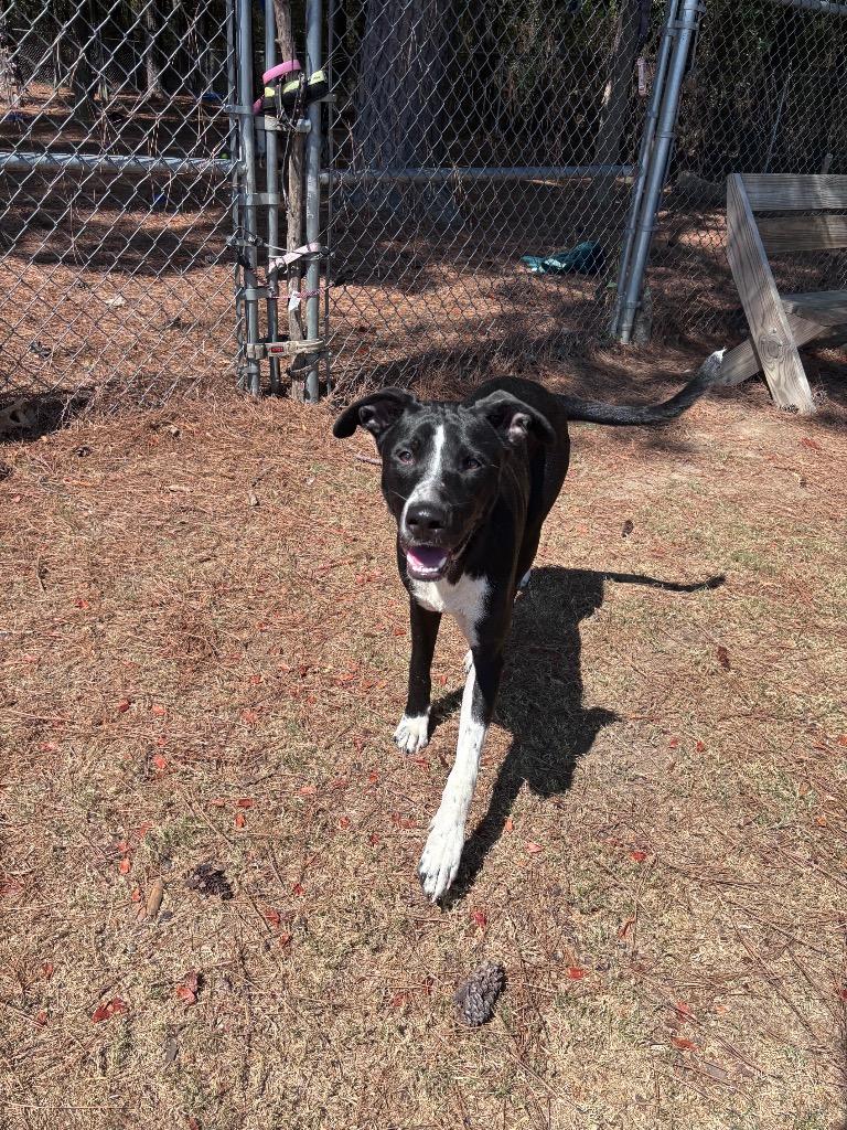 Enlarge Kane, a Adoptable mixed breed in Little Rock, AR image 4/5