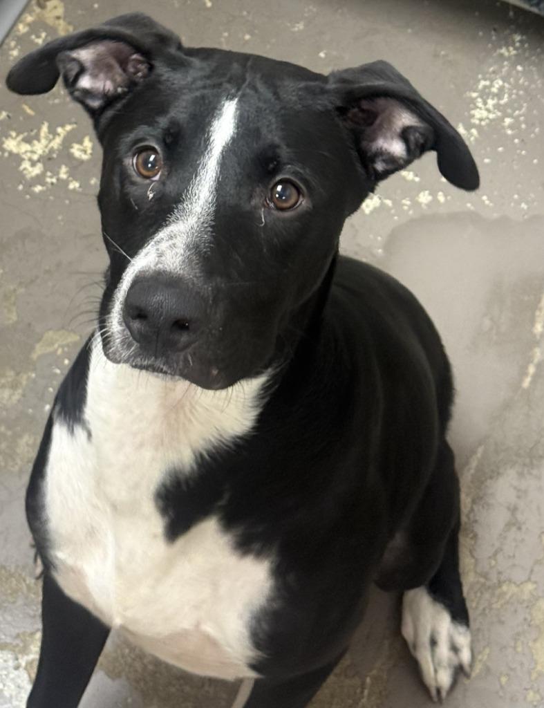 Enlarge Kane, a Adoptable mixed breed in Little Rock, AR image 5/5