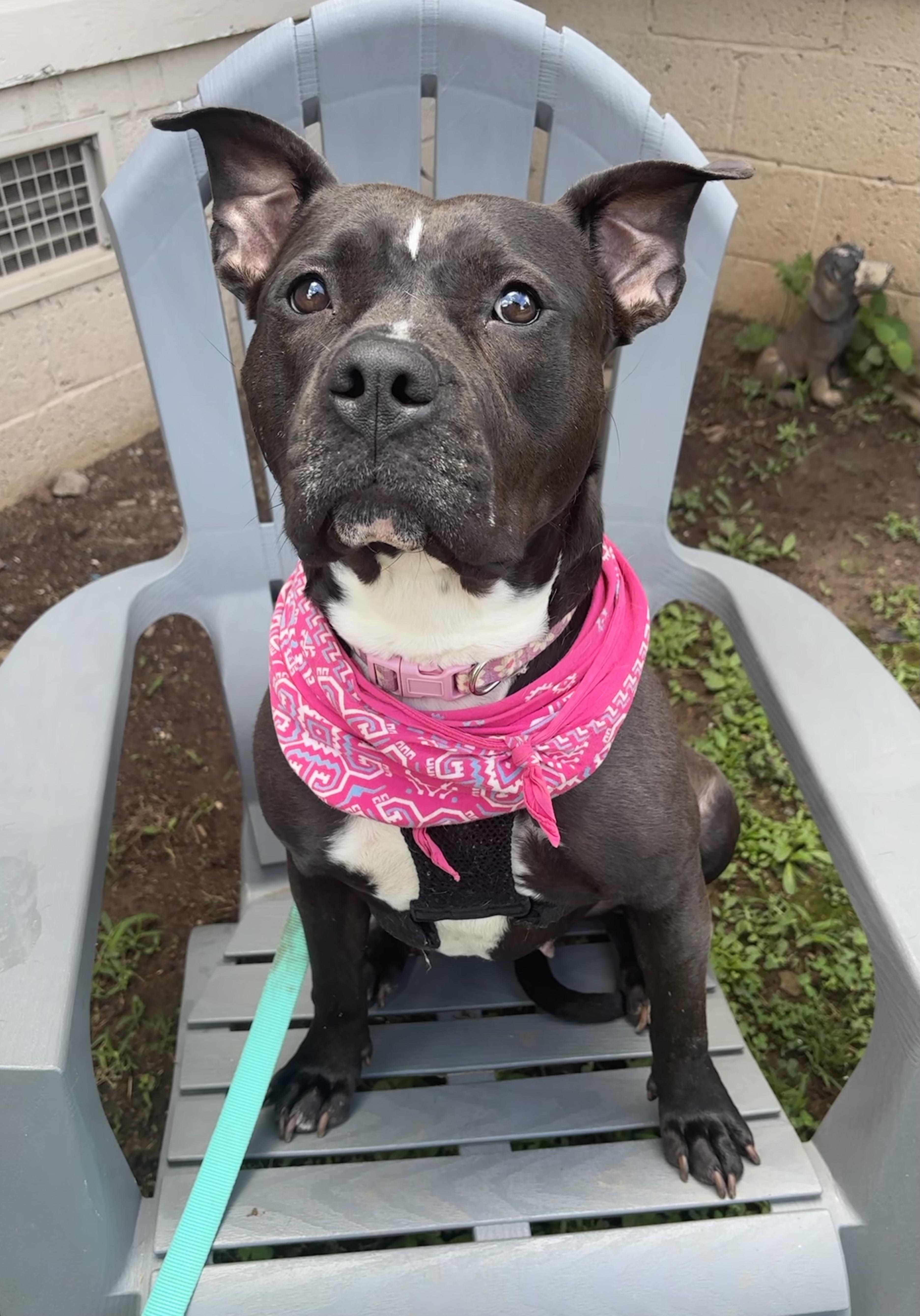 Our intake team had received an urgent plea from our contact at Cobb County Animal Services They we