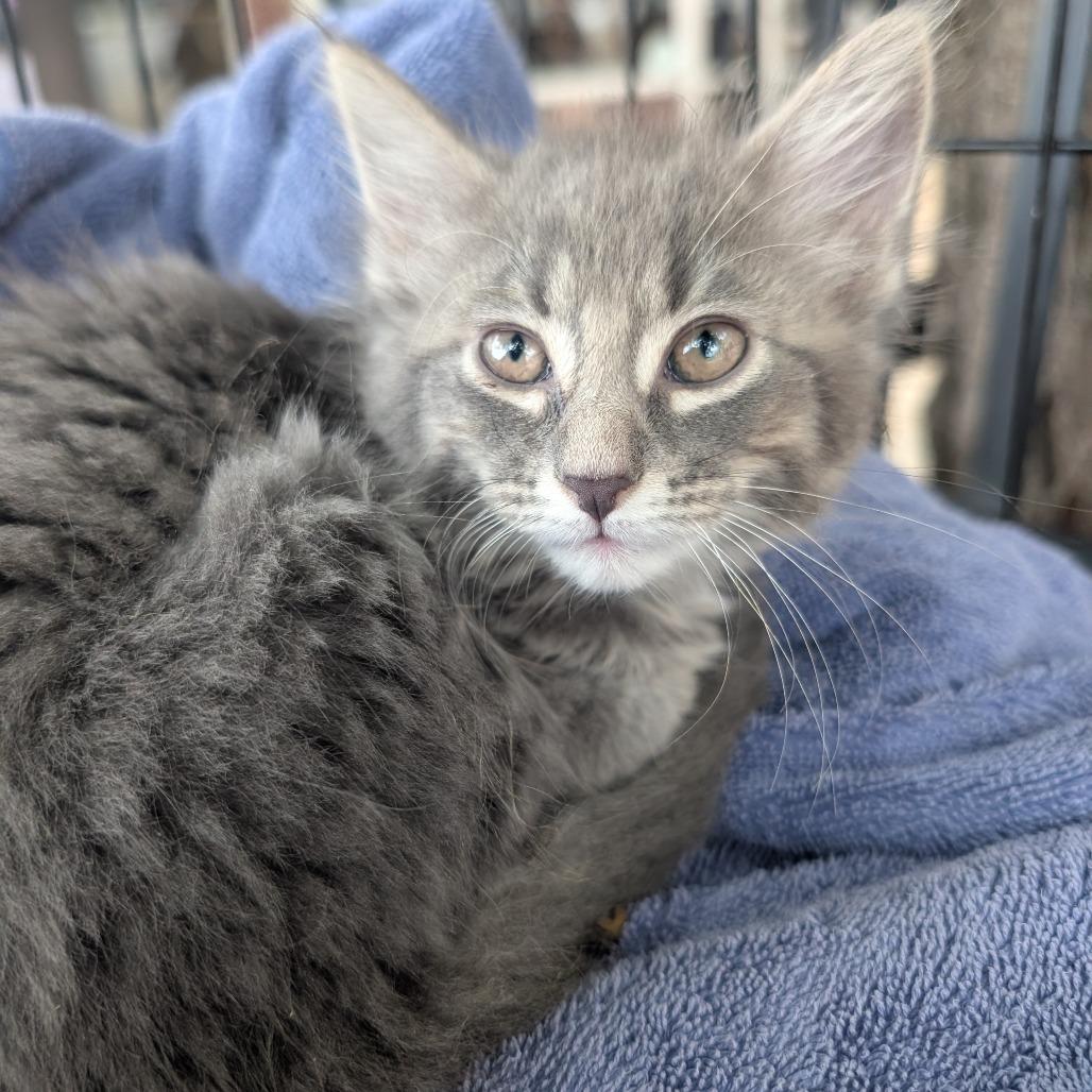 Jade Teal Baby, a Adoptable Domestic Short Hair in West Plains, MO image 2/2